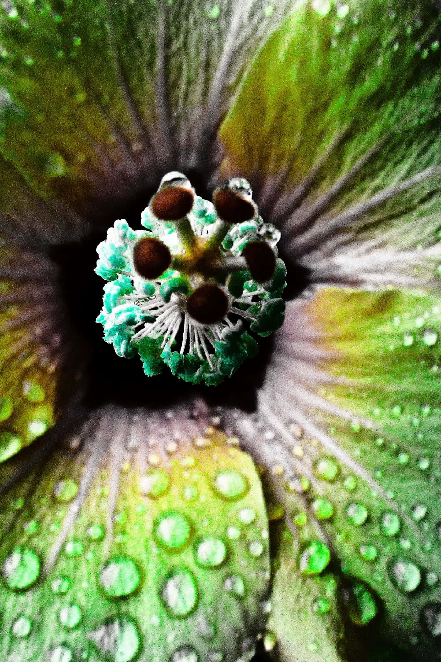 1440x2160 桌布 壁紙 — 綠色木芙蓉花的微距拍攝，花瓣和雄蕊上閃爍著露珠。