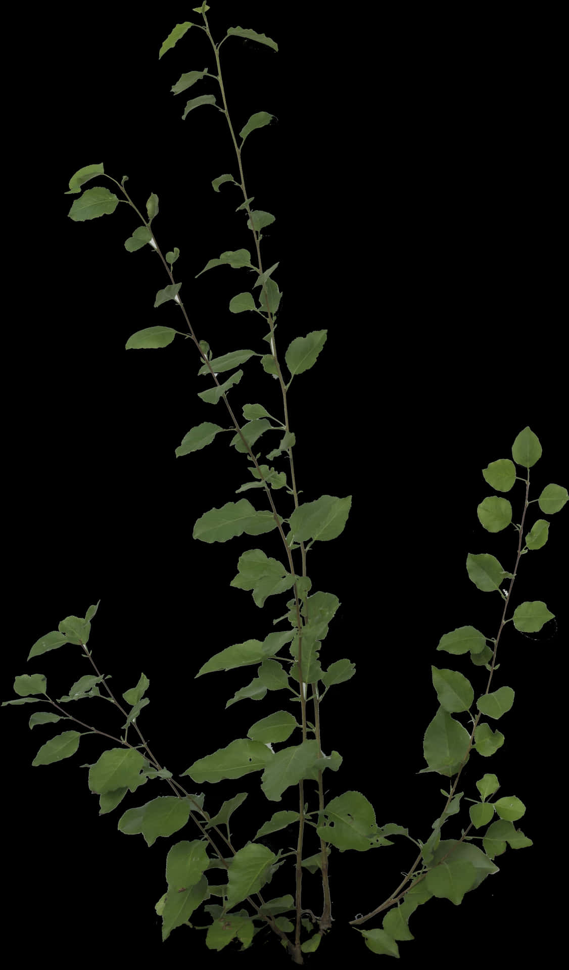 免費圖標PNG - 植物PNG