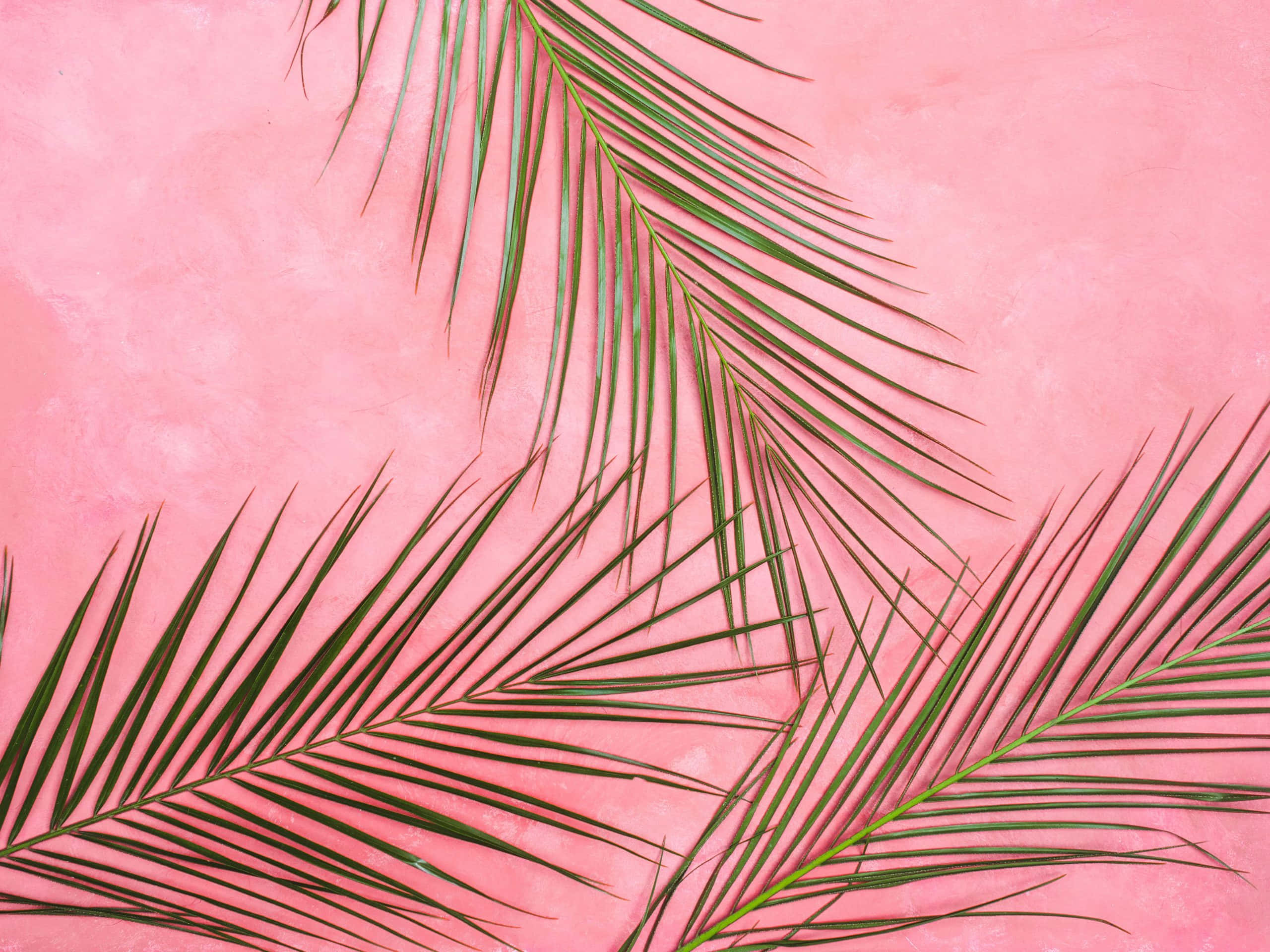 Pink Wall 桌布 壁紙 — 綠色棕櫚葉以對角線排列在帶有紋理的粉紅色牆壁上，營造出熱帶和極簡主義的美感。