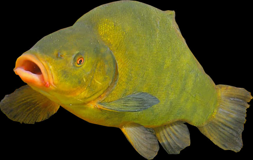 綠色綠鱒魚隔離 壁紙