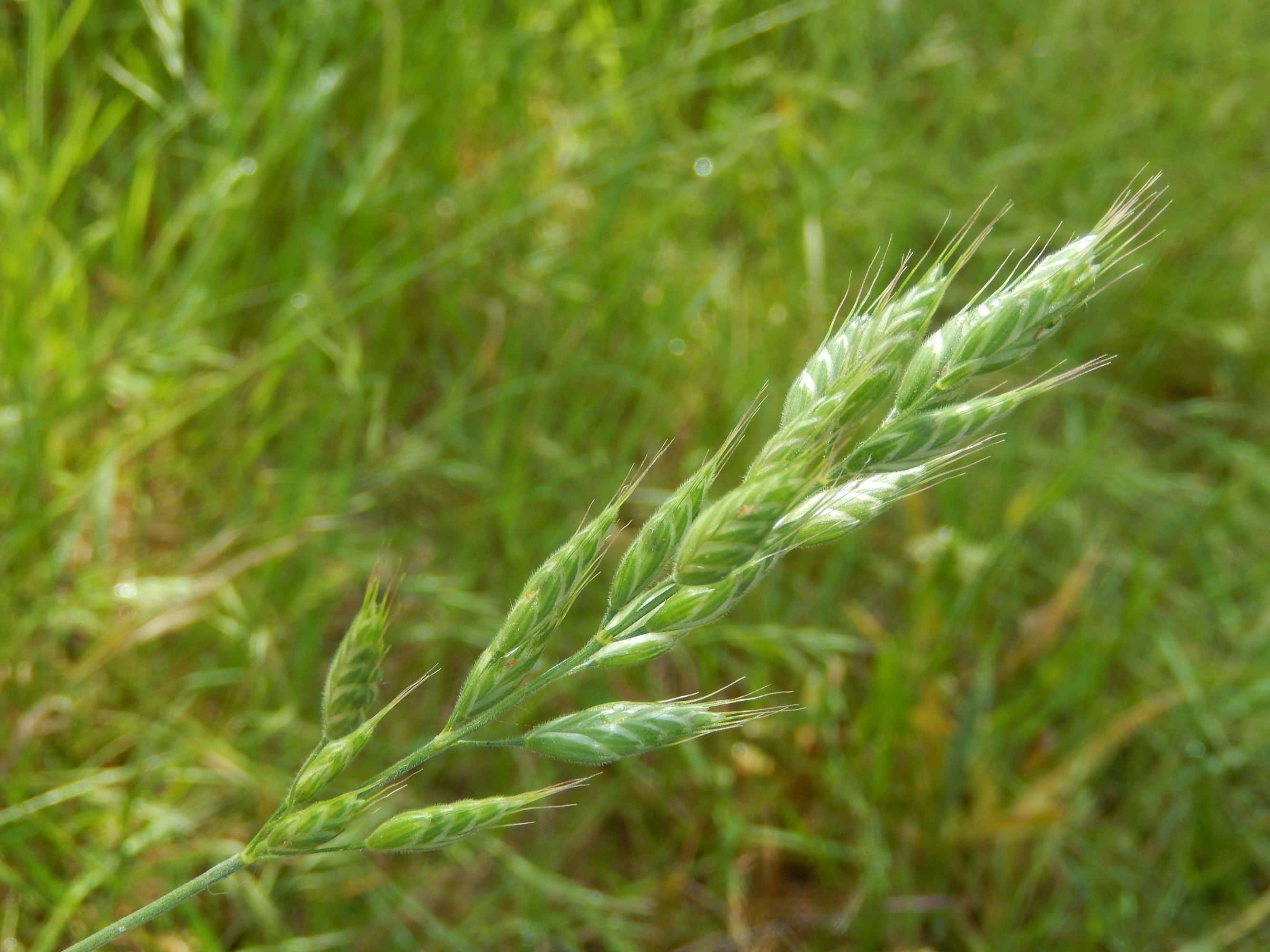 Grass 桌布 壁紙 — 綠色草穗的近距離特寫，細小的芒刺在模糊的草地背景下格外突出。