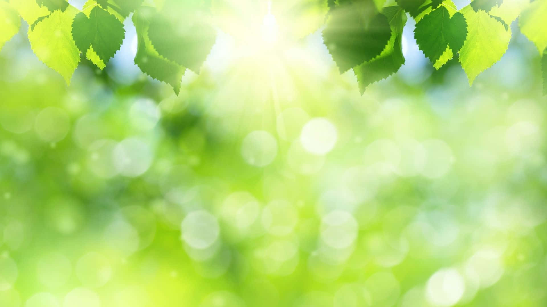 綠色葉片與陽光背景 壁紙