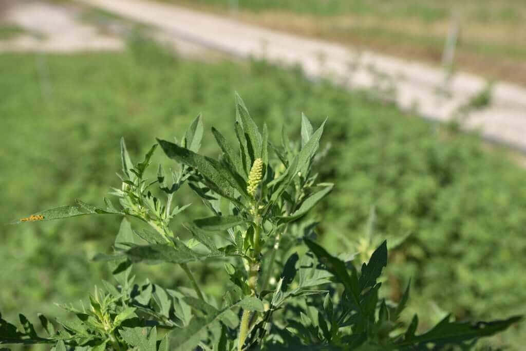 Plant 桌布 壁紙 — 綠色雜草植物的特寫，帶有黃綠色花穗，葉子上有一隻橙色小昆蟲，背景是模糊的鄉村景色。