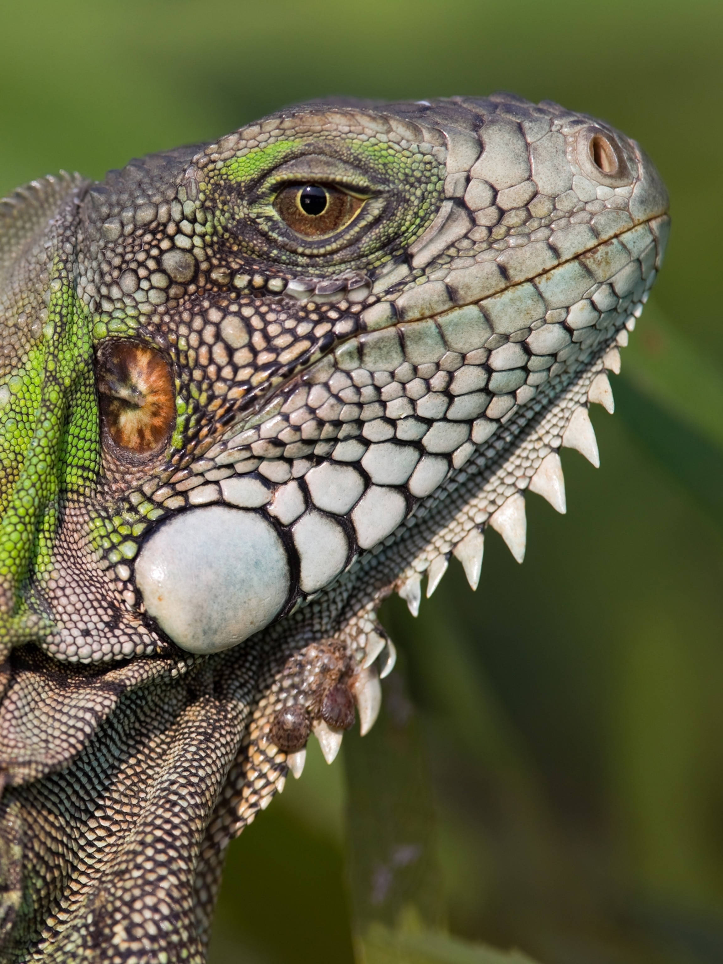 reptile 桌布 壁紙 — 綠色鬣蜥頭部特寫，具有紋理、尖銳的棘刺和細緻的鱗片，背景為模糊的綠色。