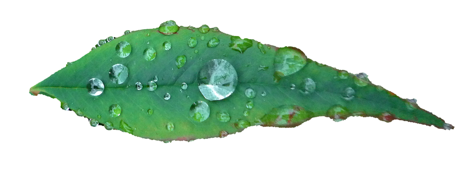 綠葉水滴 壁紙