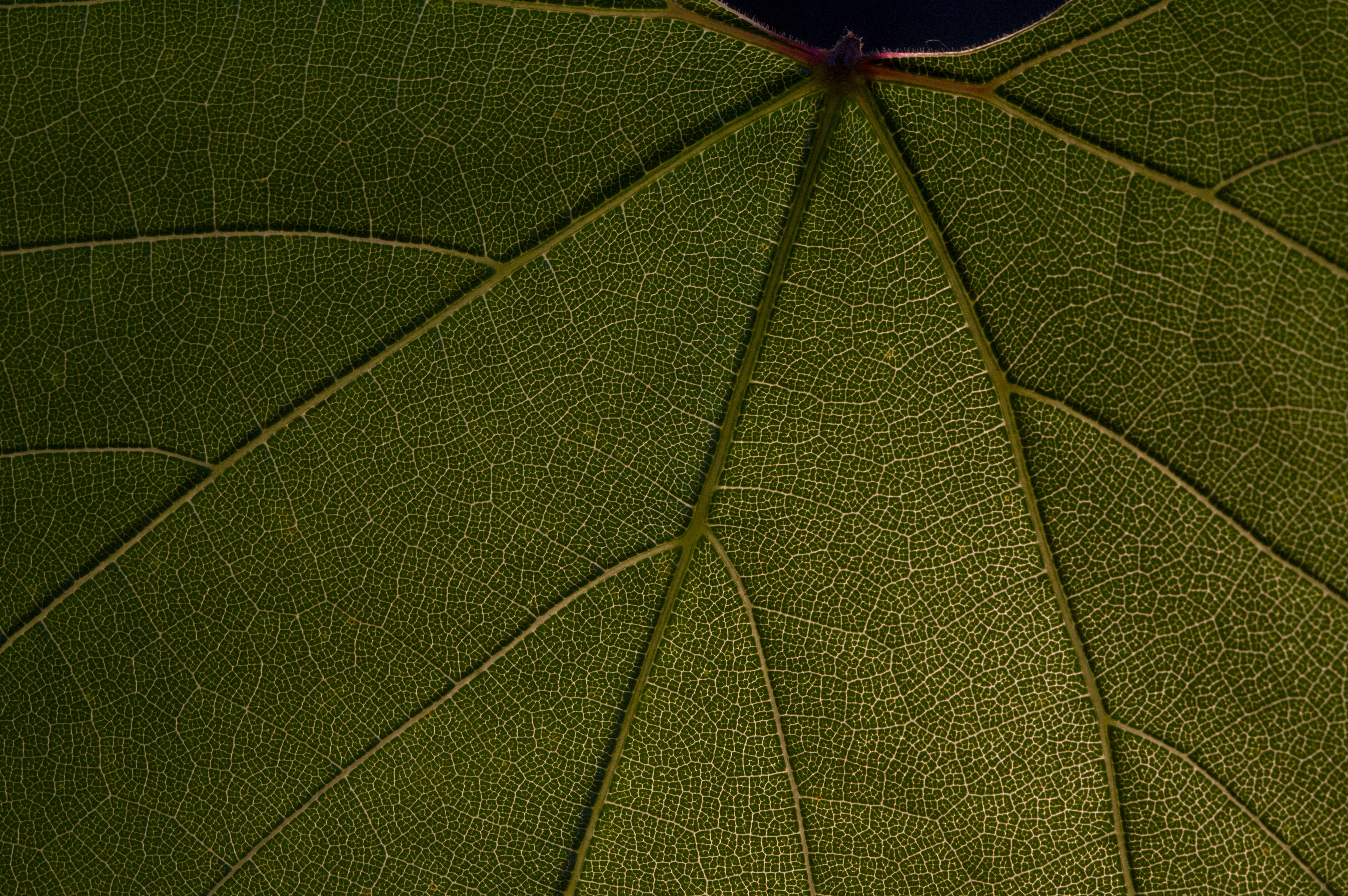 Leaf 桌布 壁紙 — 綠葉特寫，在柔和光線下展現複雜的葉脈紋理。
