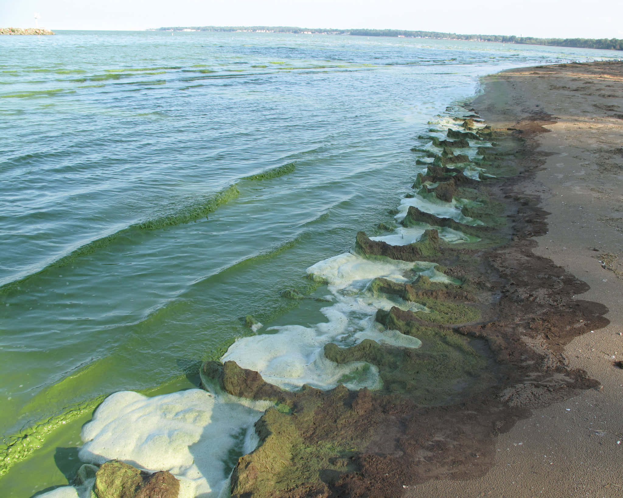 Lake Erie 桌布 壁紙 — 綠藻大量繁殖沖上沙灘，與棕色沙子和泡沫海浪形成鮮明對比。