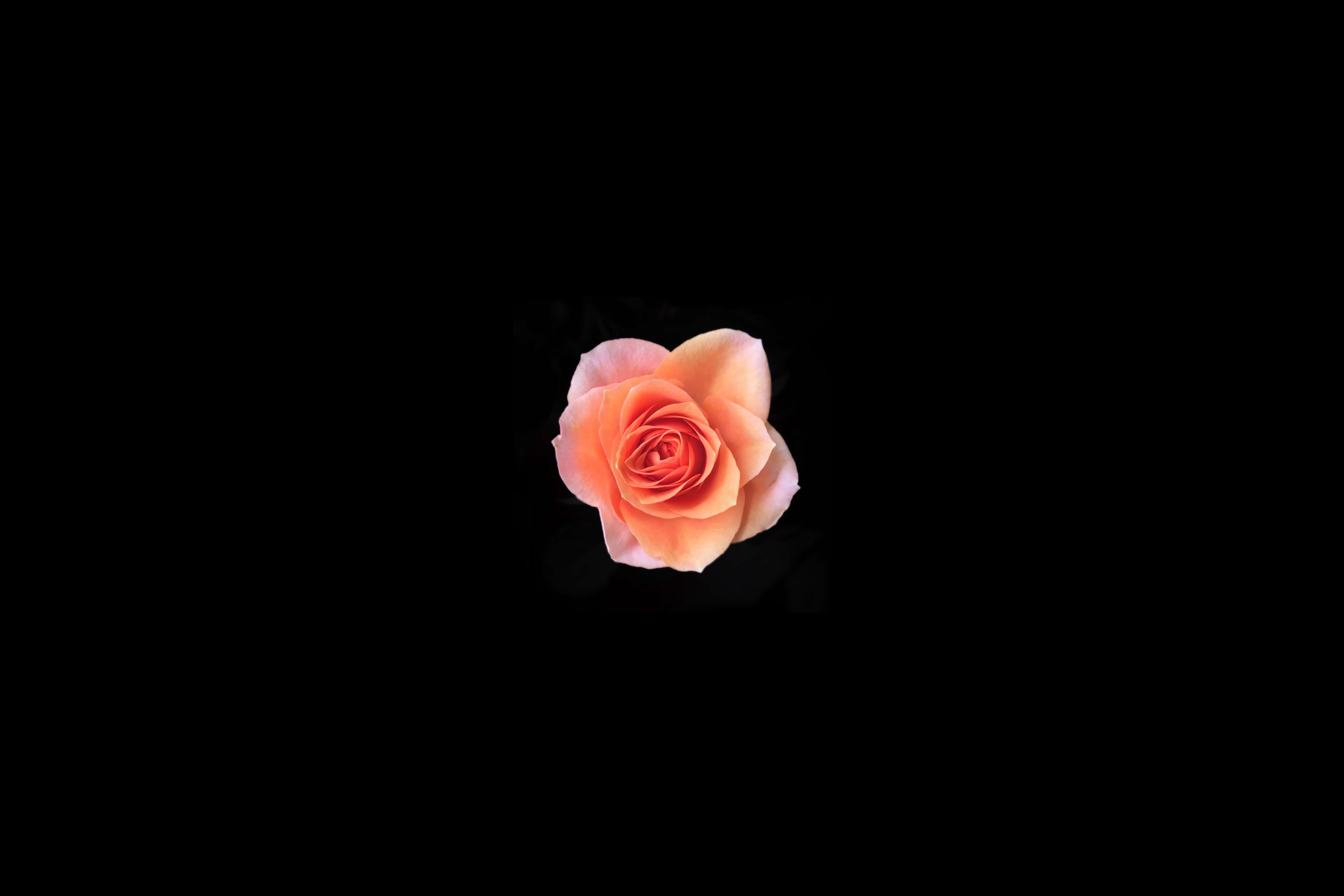 綻放玫瑰黑粉花卉桌面 壁紙