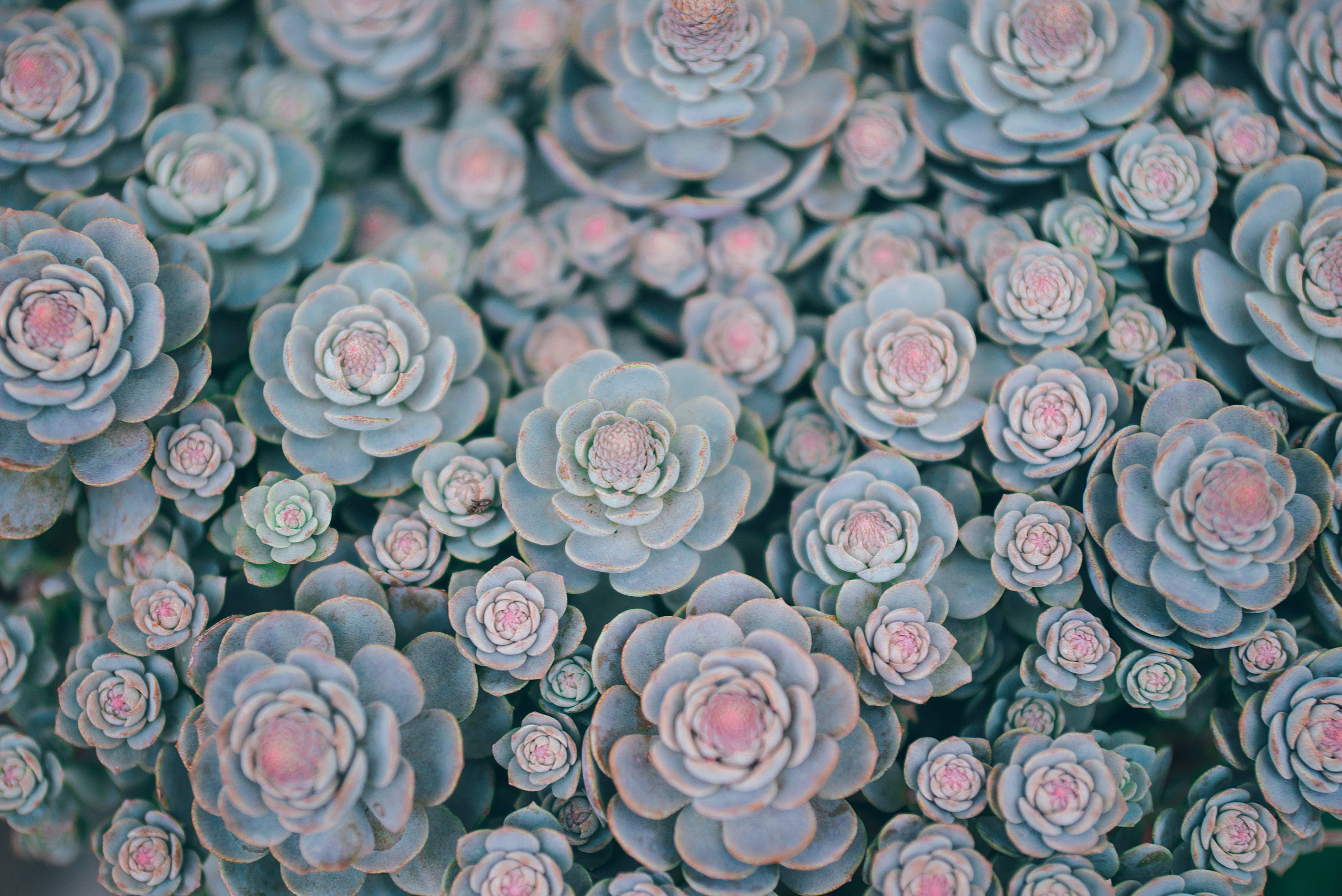 Tumblr 桌布 壁紙 — 緊密排列的多肉植物蓮座叢特寫，帶有柔軟的藍灰色葉片和精緻的粉紅色中心。