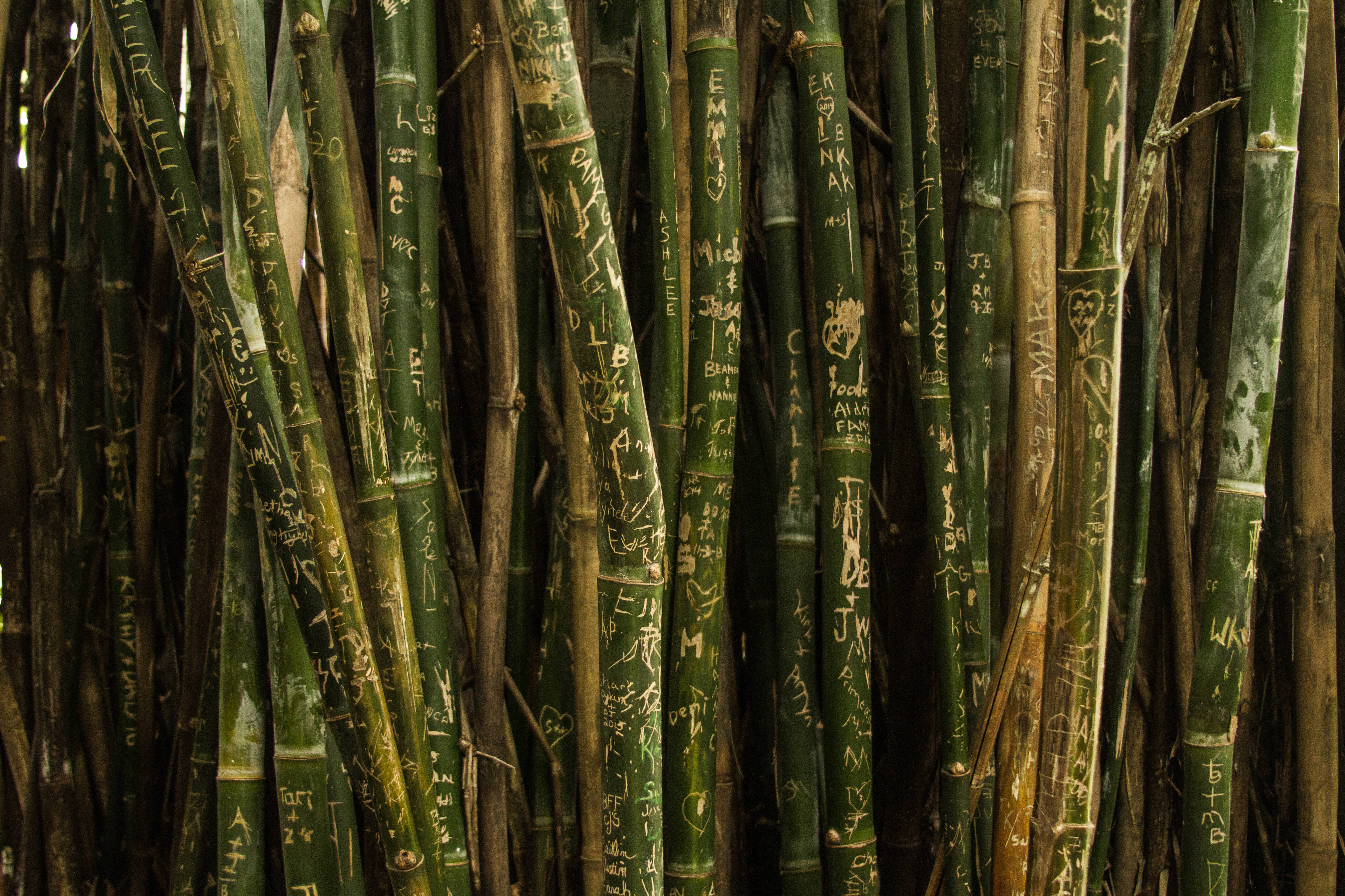 Bamboo 桌布 壁紙 — 緊密排列的綠色竹莖上覆蓋著褪色的白色塗鴉和各種手寫風格的名字。