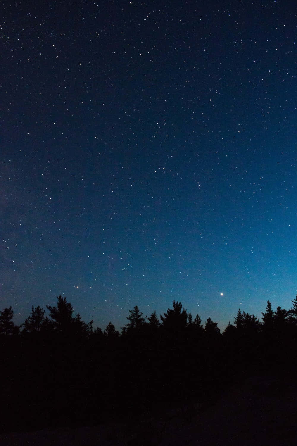 Dark Sky 桌布 壁紙 — 繁星點點的夜空，從深藍色漸變到地平線附近的淺藍色，上方是松樹的黑色剪影。