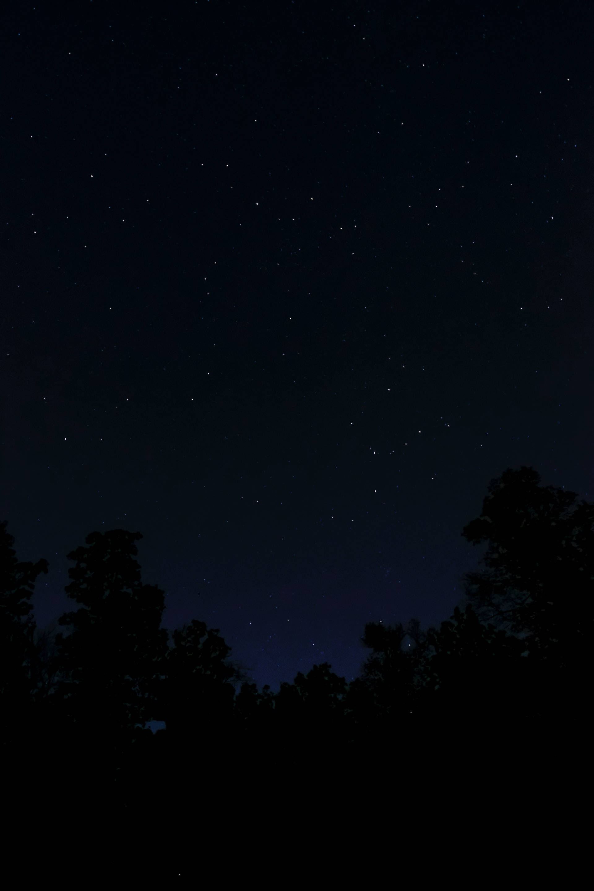 Silhouette 桌布 壁紙 — 繁星點點的夜空，散落著明亮的星星，映襯著樹梢的黑暗輪廓。