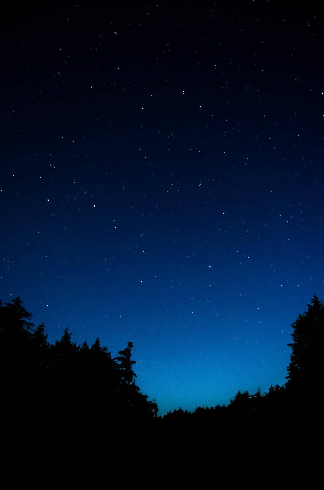 藍色 桌布 壁紙 — 繁星點點的夜空，深藍色漸變在剪影般的常綠樹上方。