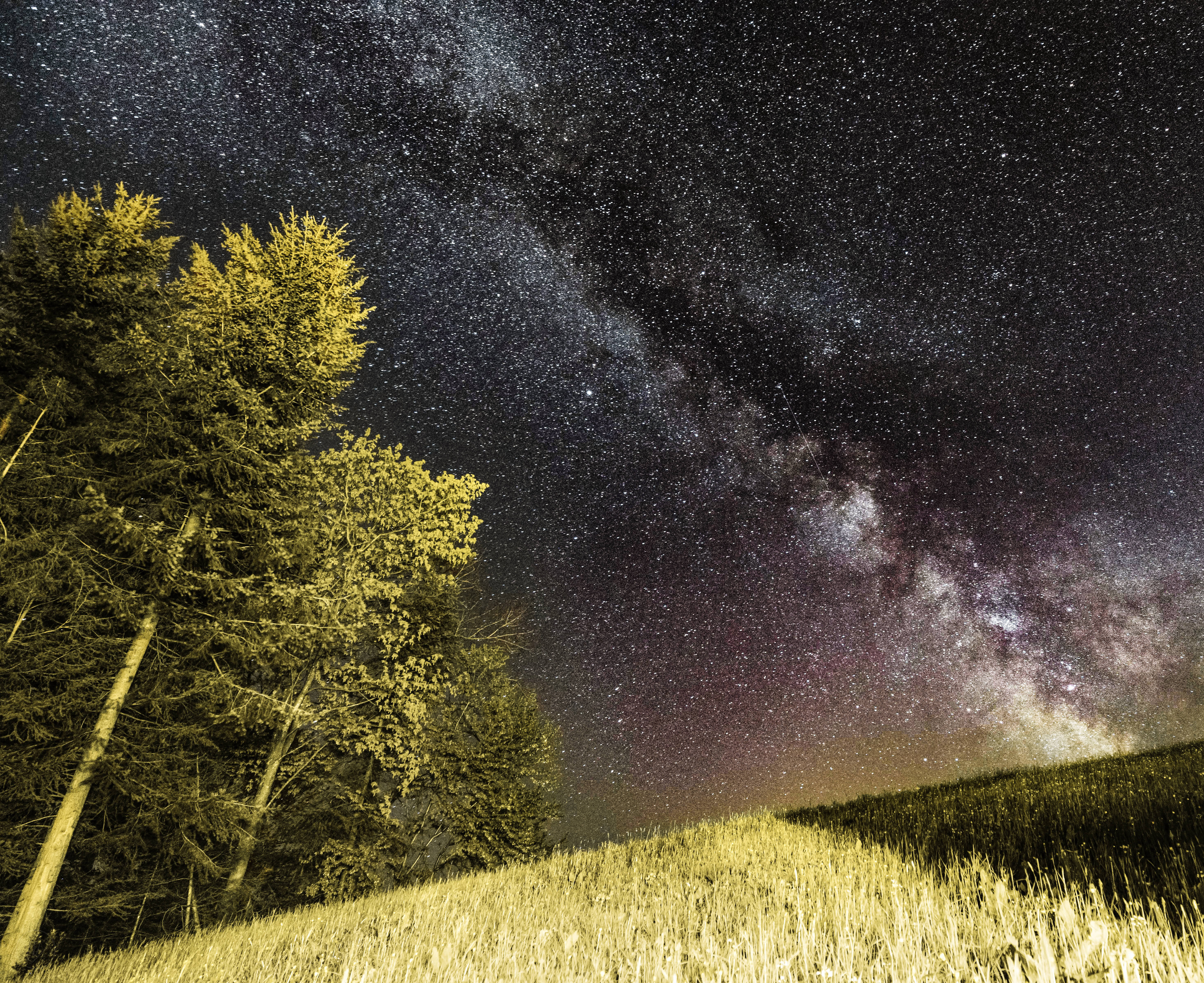 4K 太空 桌布 壁紙 — 繁星點點的夜空，銀河在金色草地和深色松樹上方拱起。
