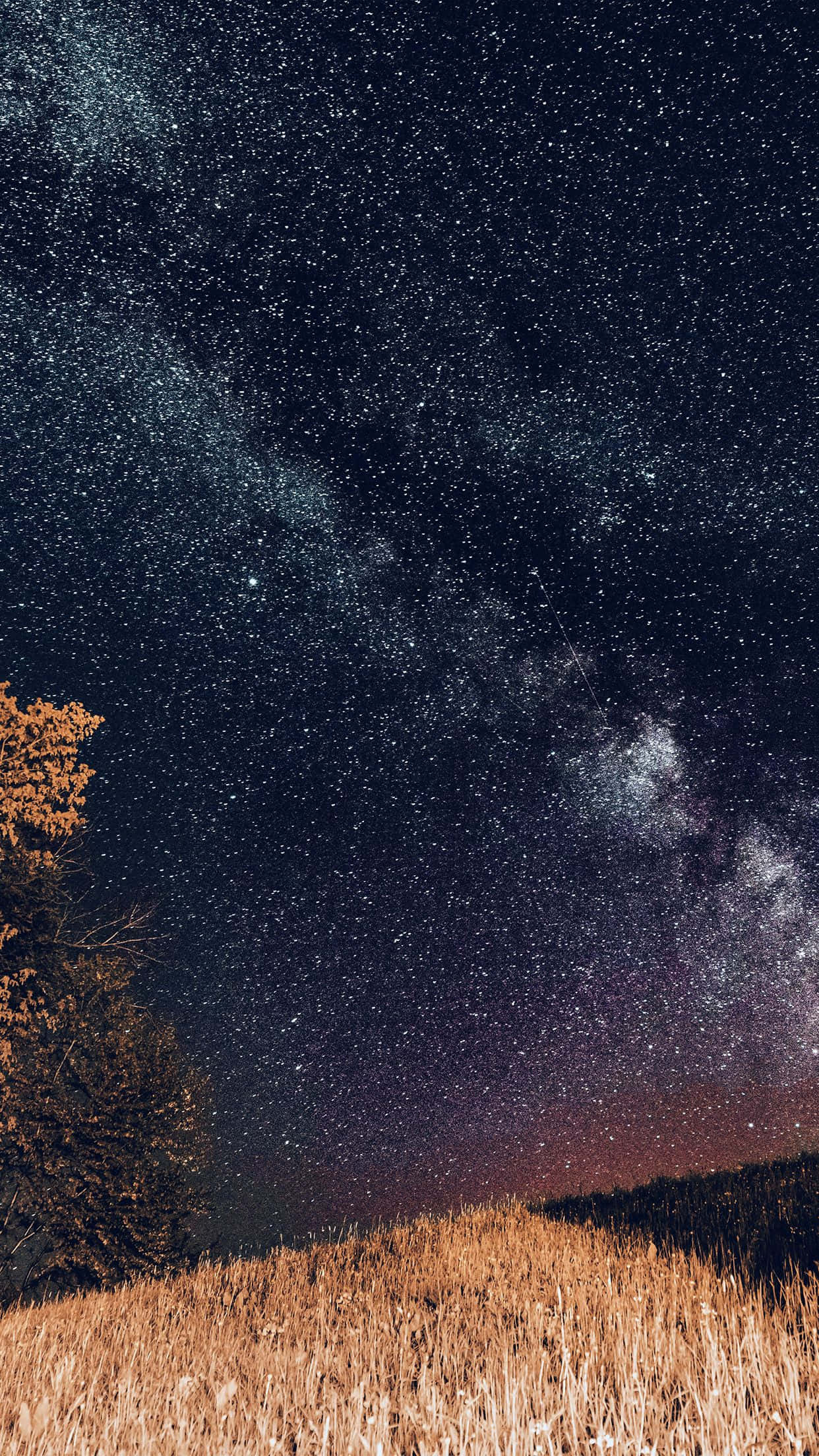 桌布 壁紙 — 繁星點點的夜空，銀河拱跨金色草地和一棵孤樹。