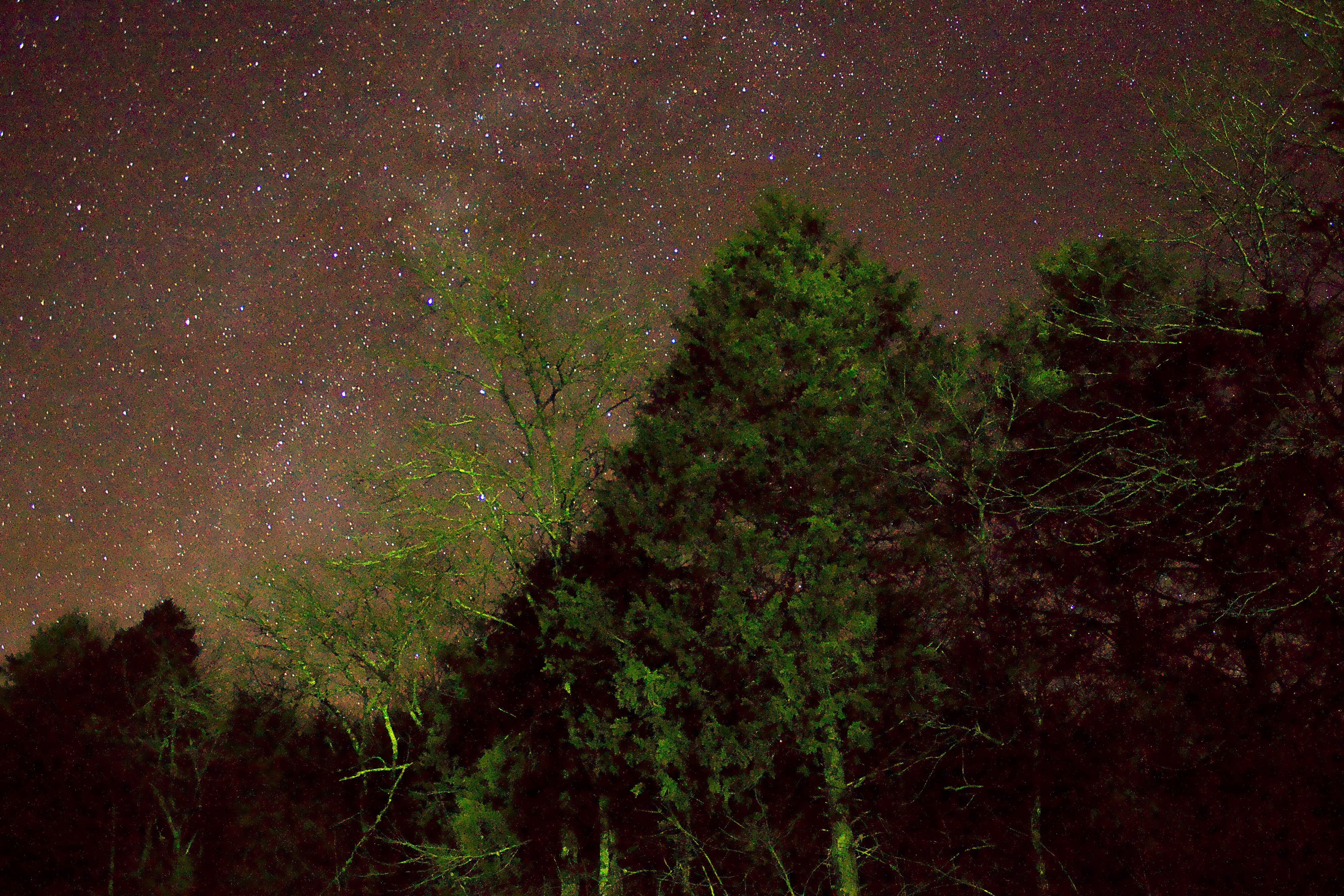 Starry Sky 桌布 壁紙 — 繁星點點的夜空在光禿禿的深綠色松樹剪影上方閃耀。