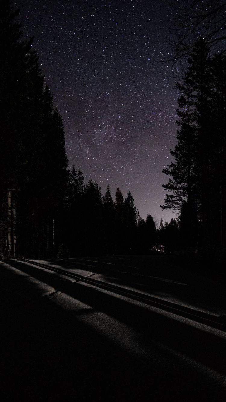 漂亮美學 桌布 壁紙 — 繁星點點的夜空拱形籠罩在一條由高大松樹環繞的黑暗森林道路上。