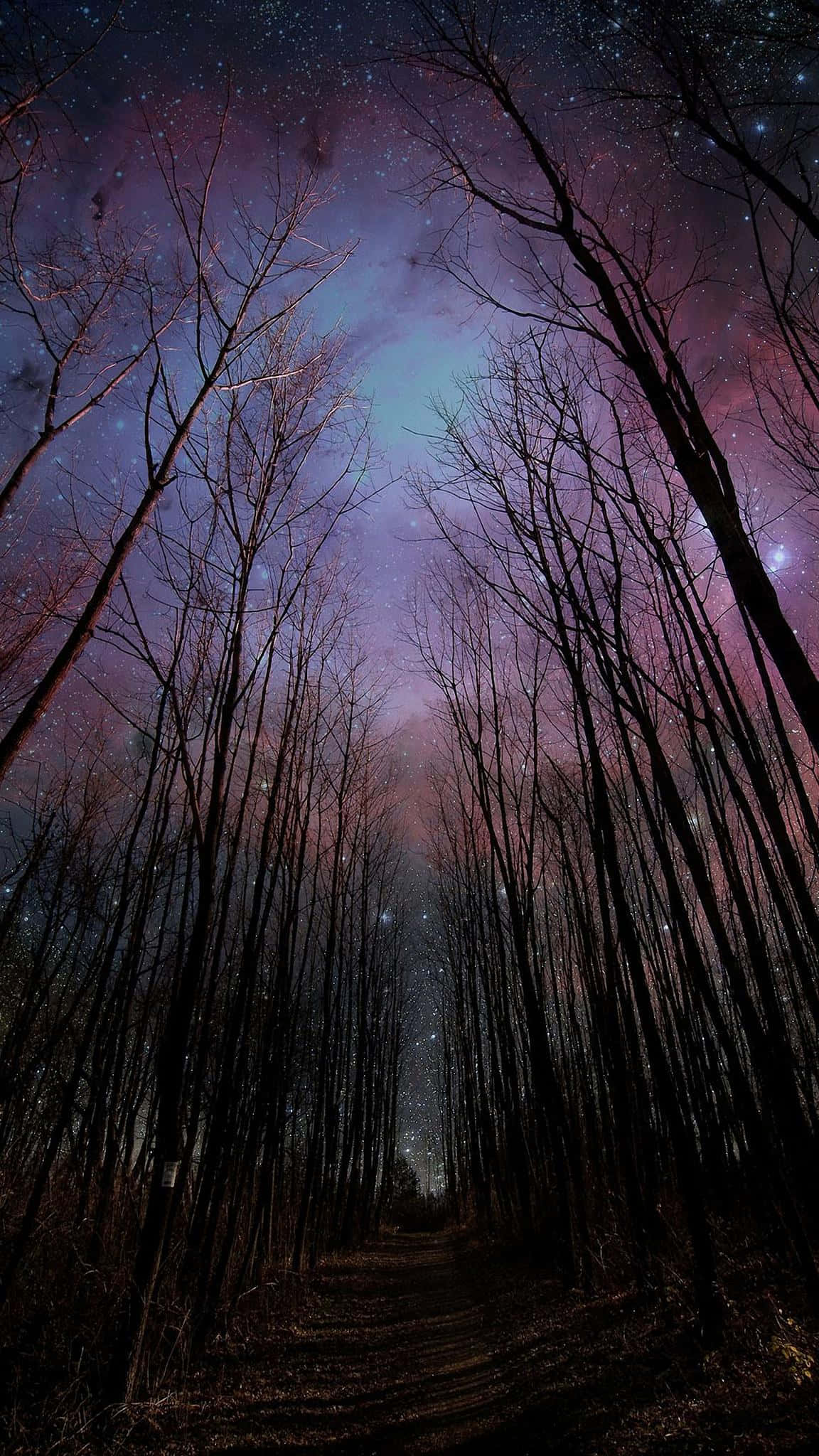 自然 桌布 壁紙 — 繁星點點的紫藍色夜空拱形籠罩在一條由光禿樹木剪影框住的黑暗森林小徑上。
