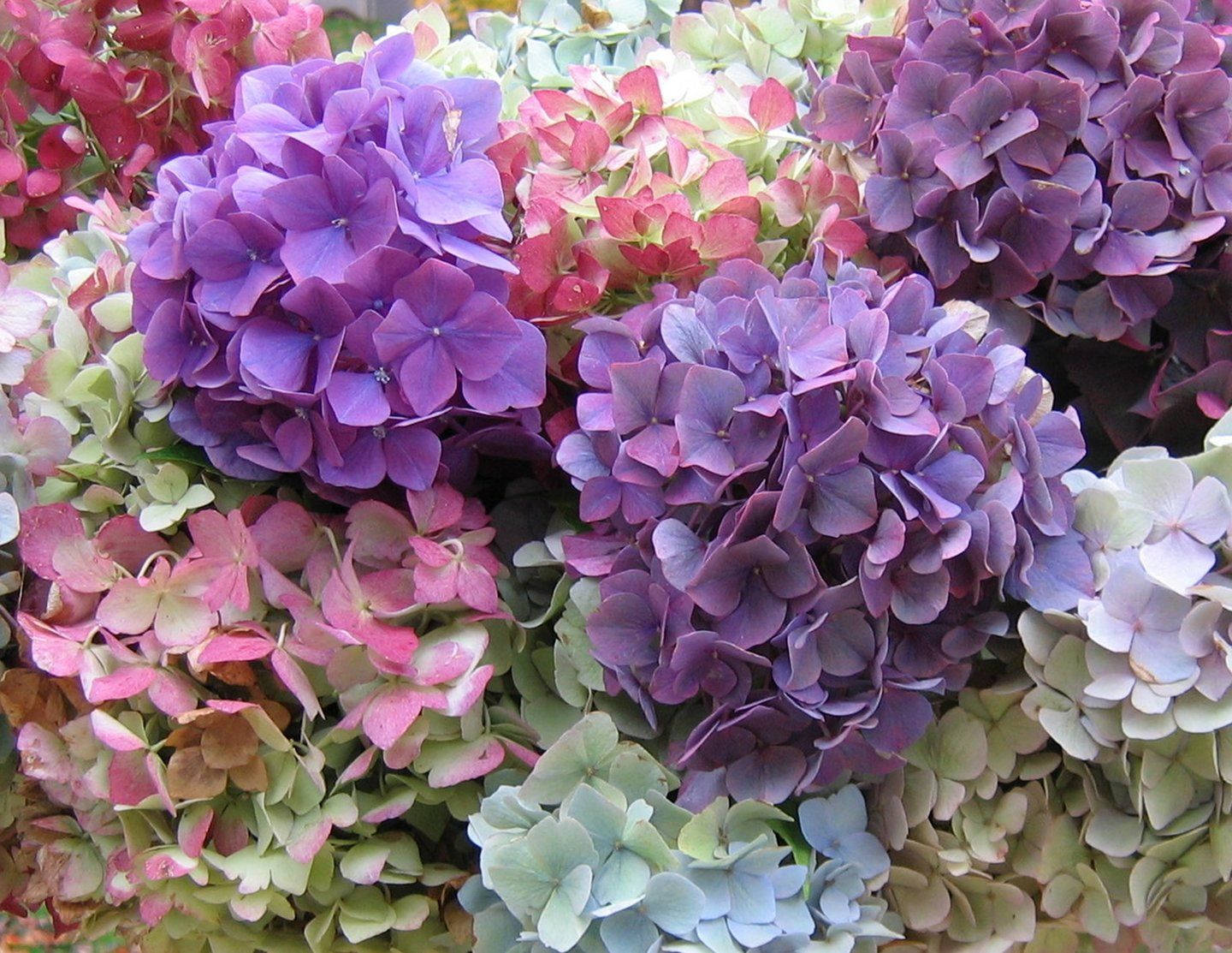 Hydrangea 桌布 壁紙 — 繡球花的茂密特寫，呈現充滿活力的紫色、粉紅色和綠色色調，花瓣精緻，自然光線柔和。