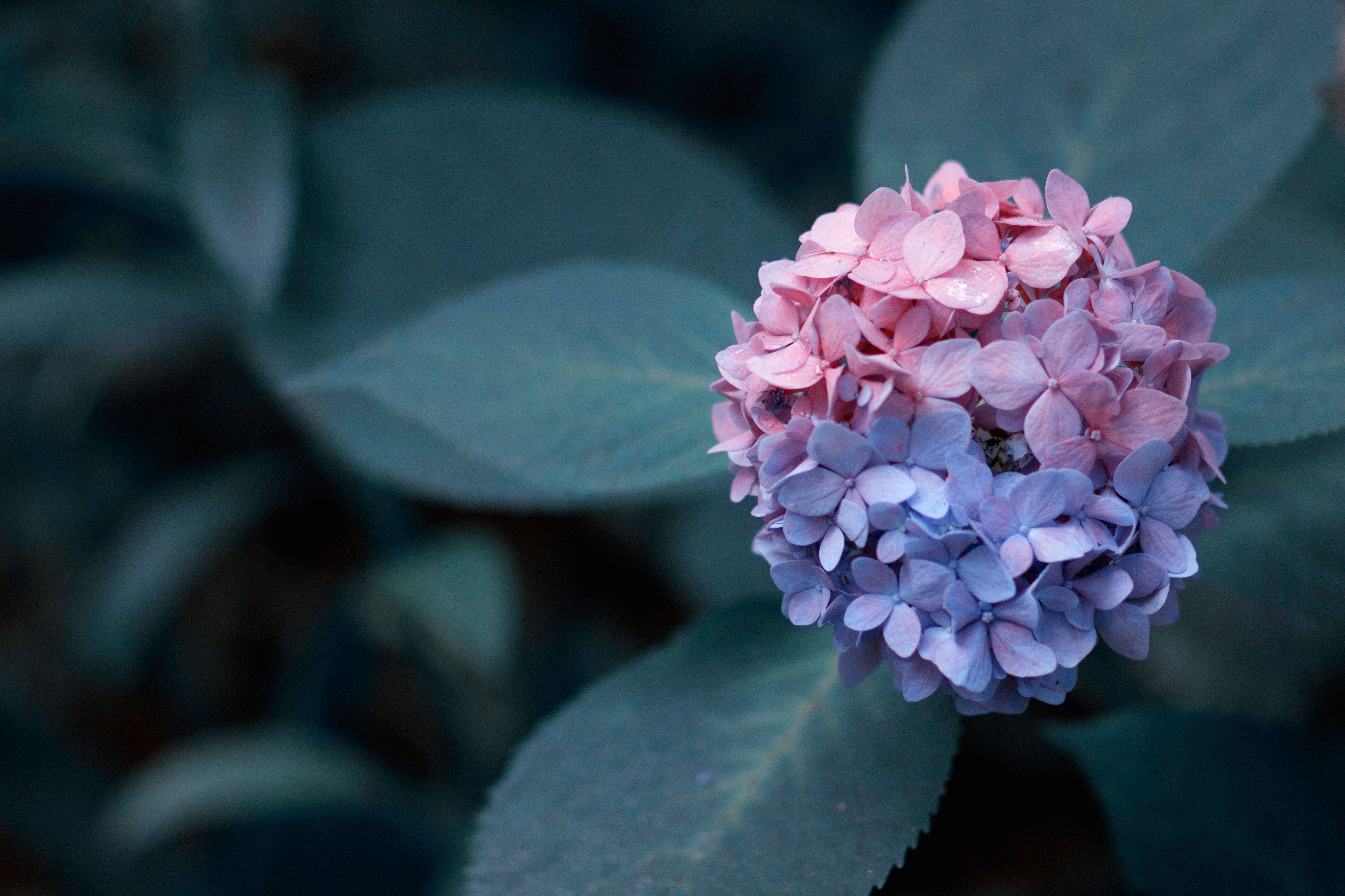 Hydrangea 桌布 壁紙 — 繡球花盛開的特寫，柔和的粉紅色和藍色花瓣，背景是模糊的綠色樹葉。