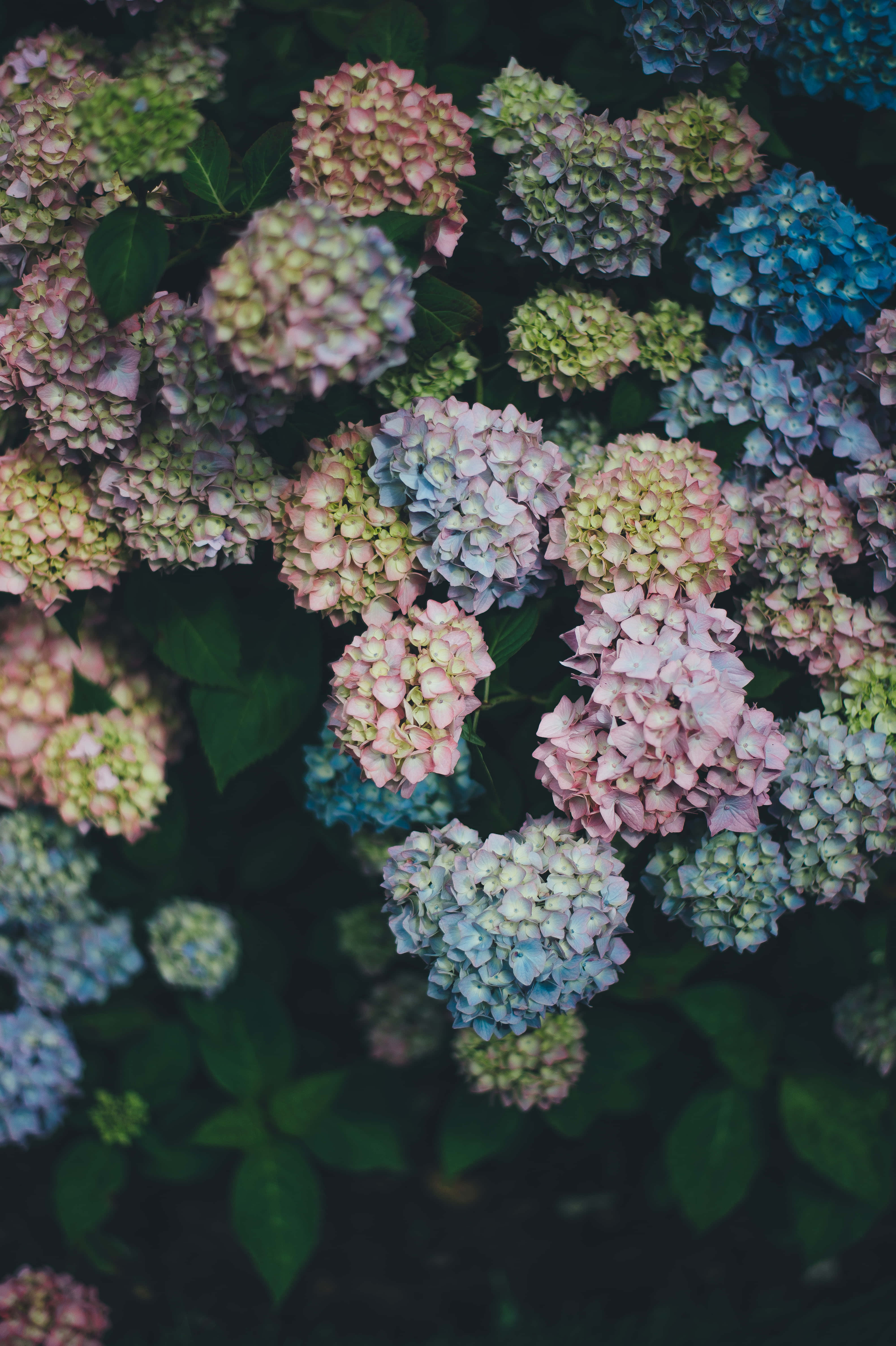 Flowers 桌布 壁紙 — 繡球花近拍，呈現柔和粉紅、藍色和綠色色調，襯托深色葉子。