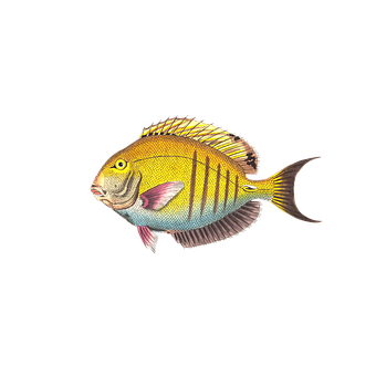 繽紛熱帶魚插畫 壁紙