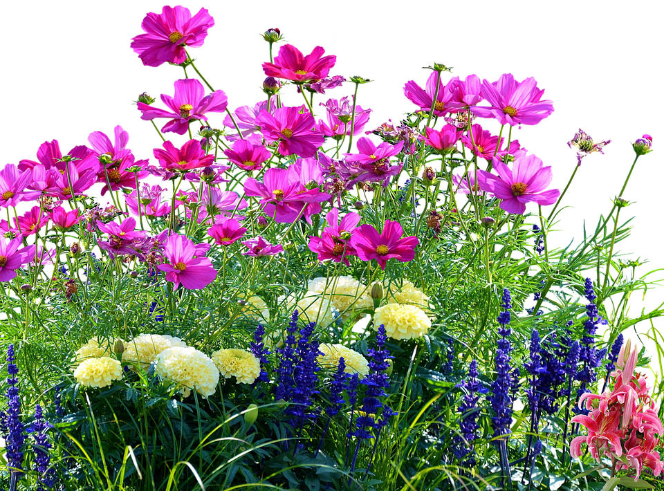 繽紛花園花卉 壁紙