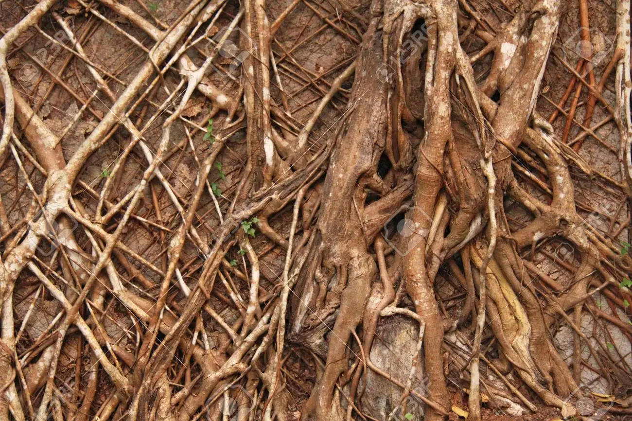 樹木 桌布 壁紙 — 纏結風化樹根的近距離特寫，呈現大地色調的棕色和棕褐色，點綴稀疏的綠色苔蘚。