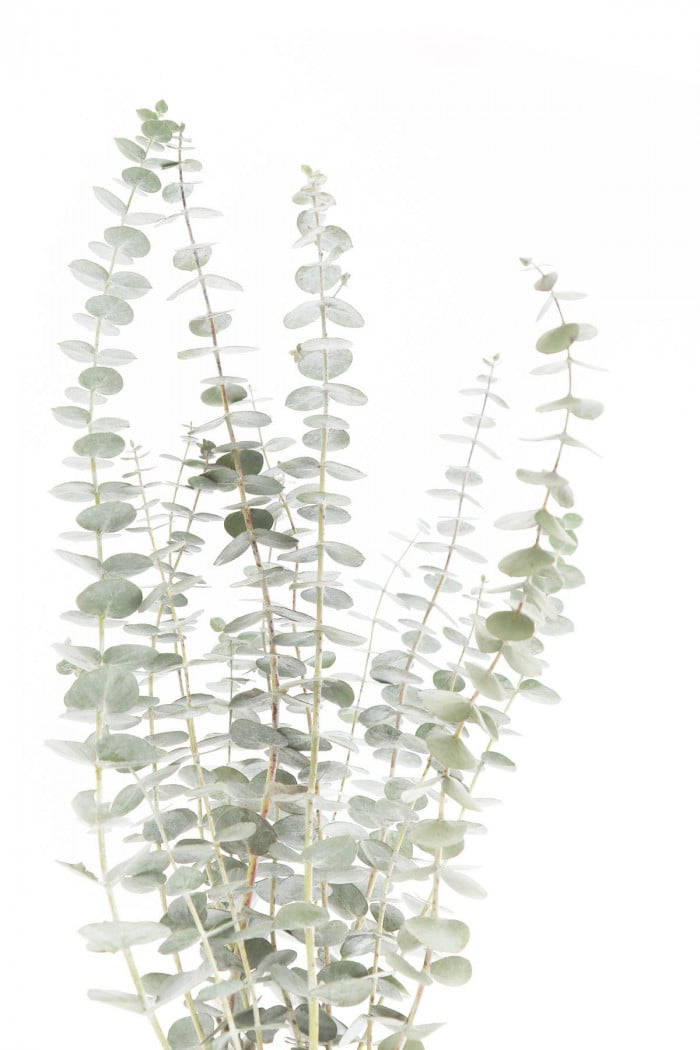 Plant Aesthetic 桌布 壁紙 — 纖細的尤加利樹莖上長有圓形的銀綠色葉子，在純白背景上優雅地升起。