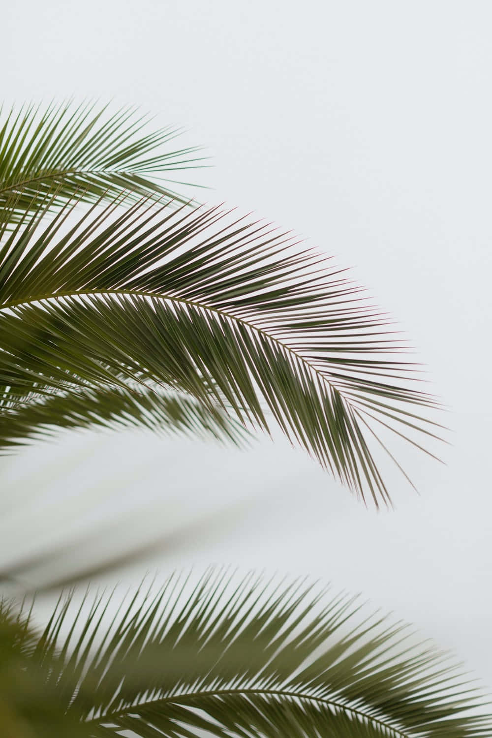 Palm 桌布 壁紙 — 纖細的棕櫚葉在柔和的多雲天空下優雅地彎曲，形成極簡熱帶構圖。
