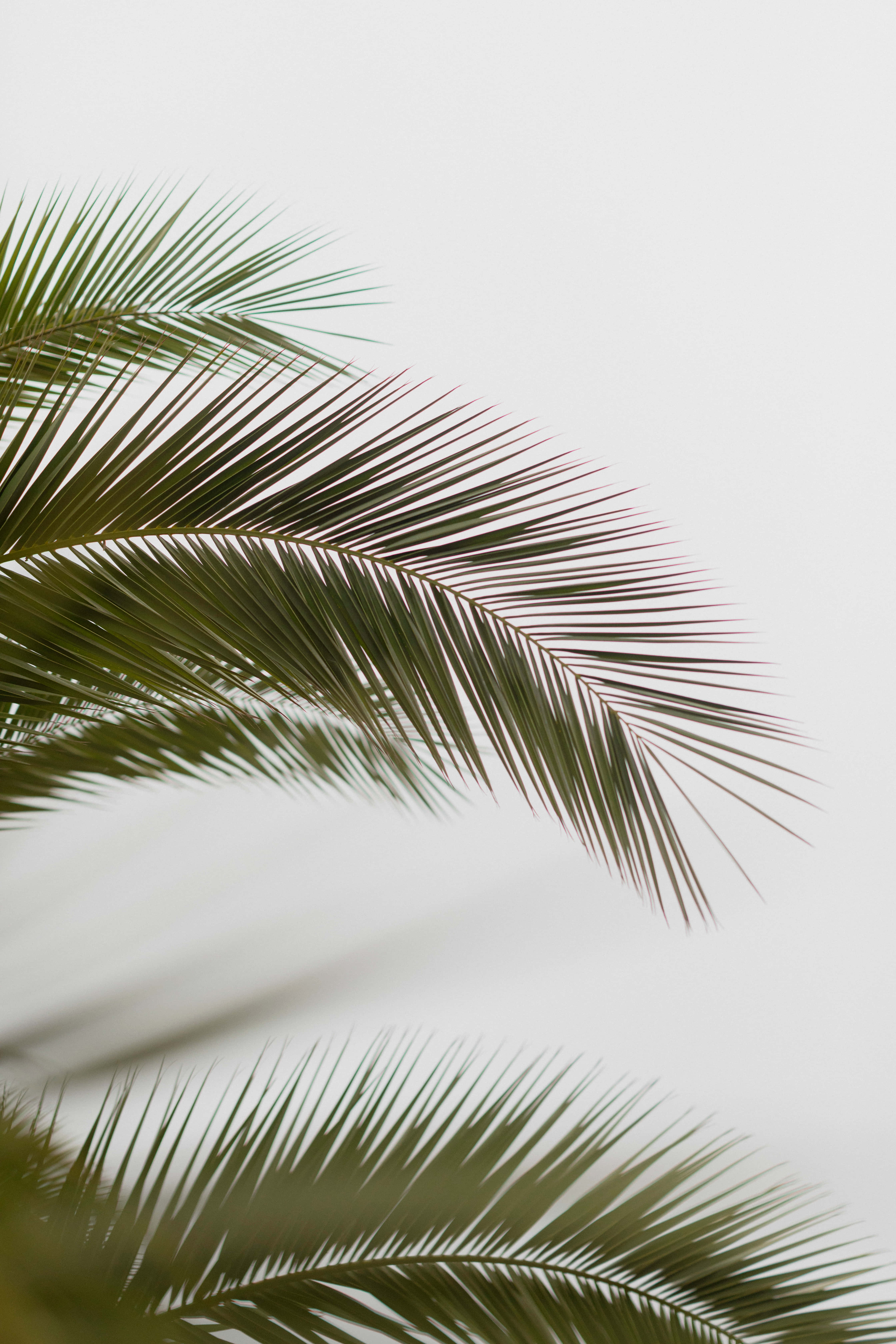 Palm Leaves 桌布 壁紙 — 纖細的棕櫚葉在柔和陰天的背景下優雅地彎曲，形成極簡熱帶構圖。