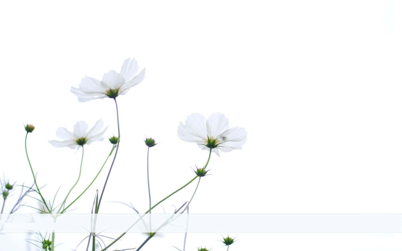 Minimalist Flower Computer 桌布 壁紙 — 纖細的白色大波斯菊花朵，帶有纖細的花莖，在明亮的白色背景上柔和地綻放。
