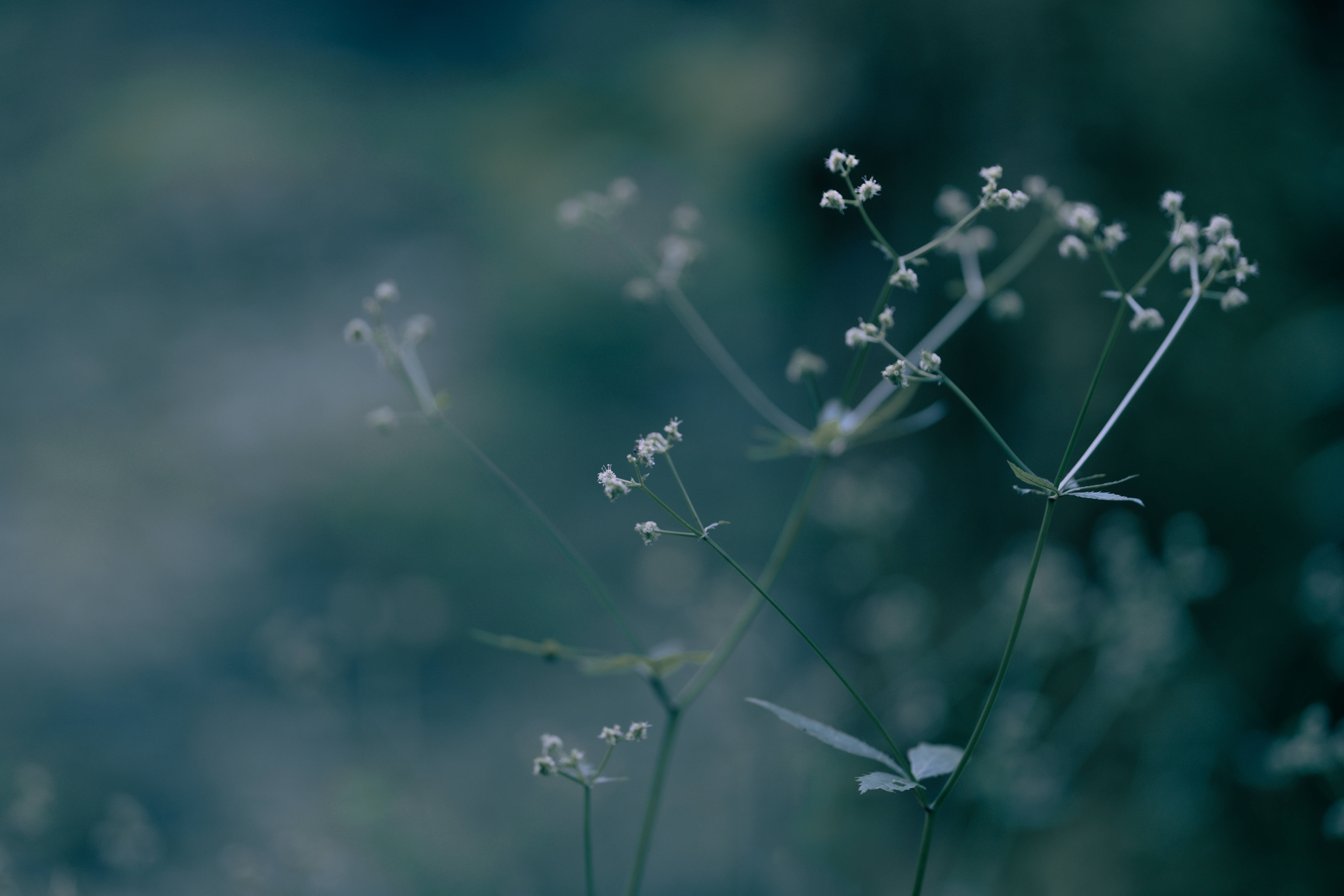 簡約暗黑美學 桌布 壁紙 — 纖細的白色野花，細長的莖在柔和的藍綠色模糊背景中輕輕搖曳。