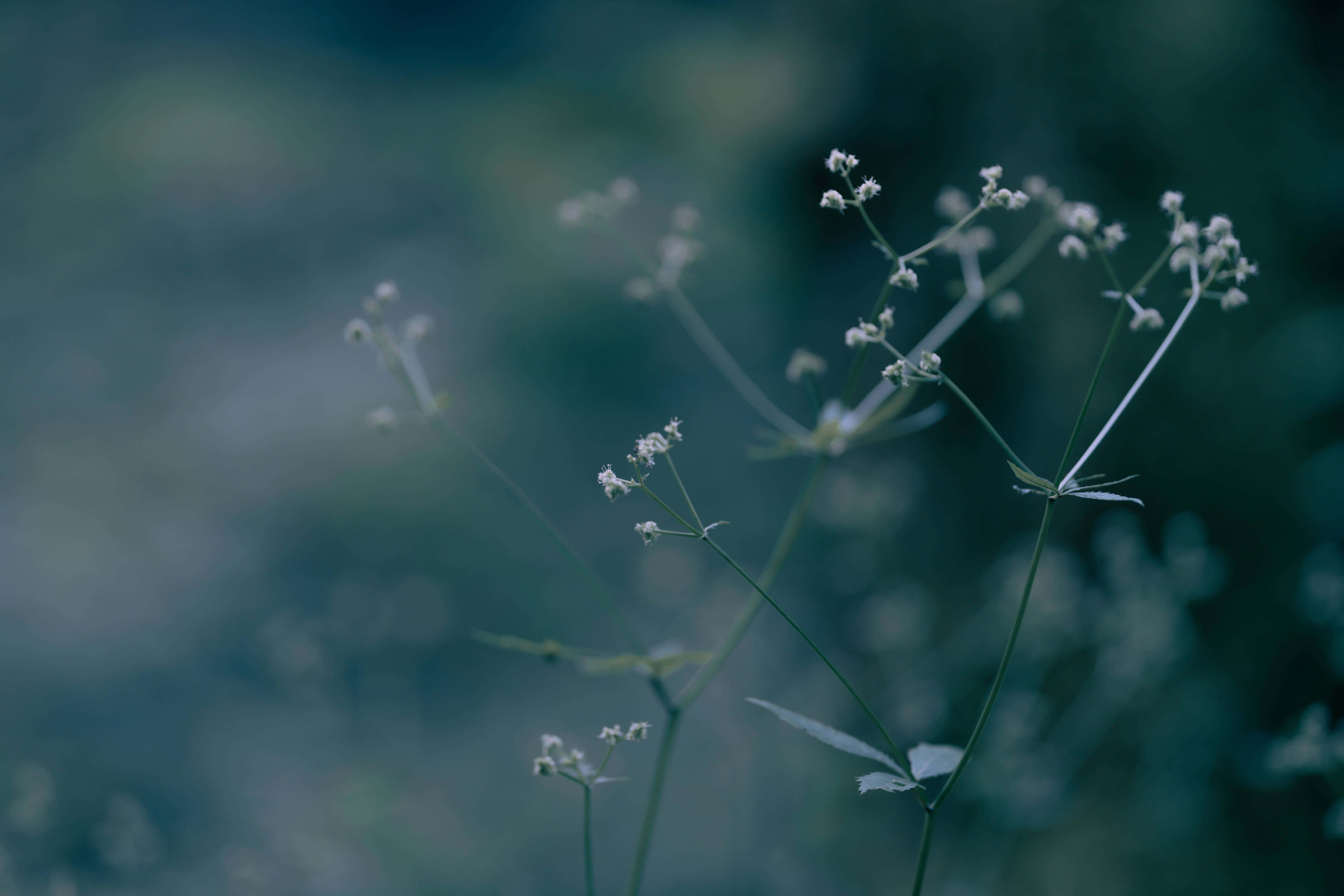 Dark Flower Aesthetic 桌布 壁紙 — 纖細的白色野花，細長的莖在柔和的藍綠色模糊背景下輕輕搖曳。