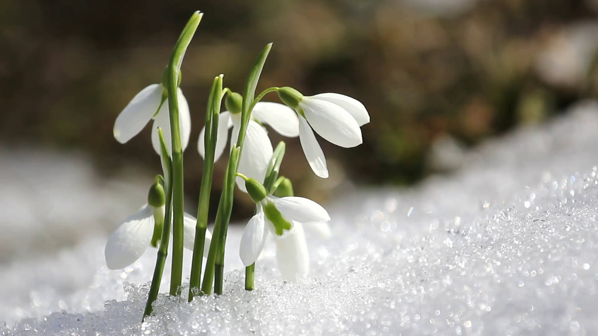 冬季 桌布 壁紙 — 纖細的白色雪花蓮在明亮的陽光下穿過融雪綻放。