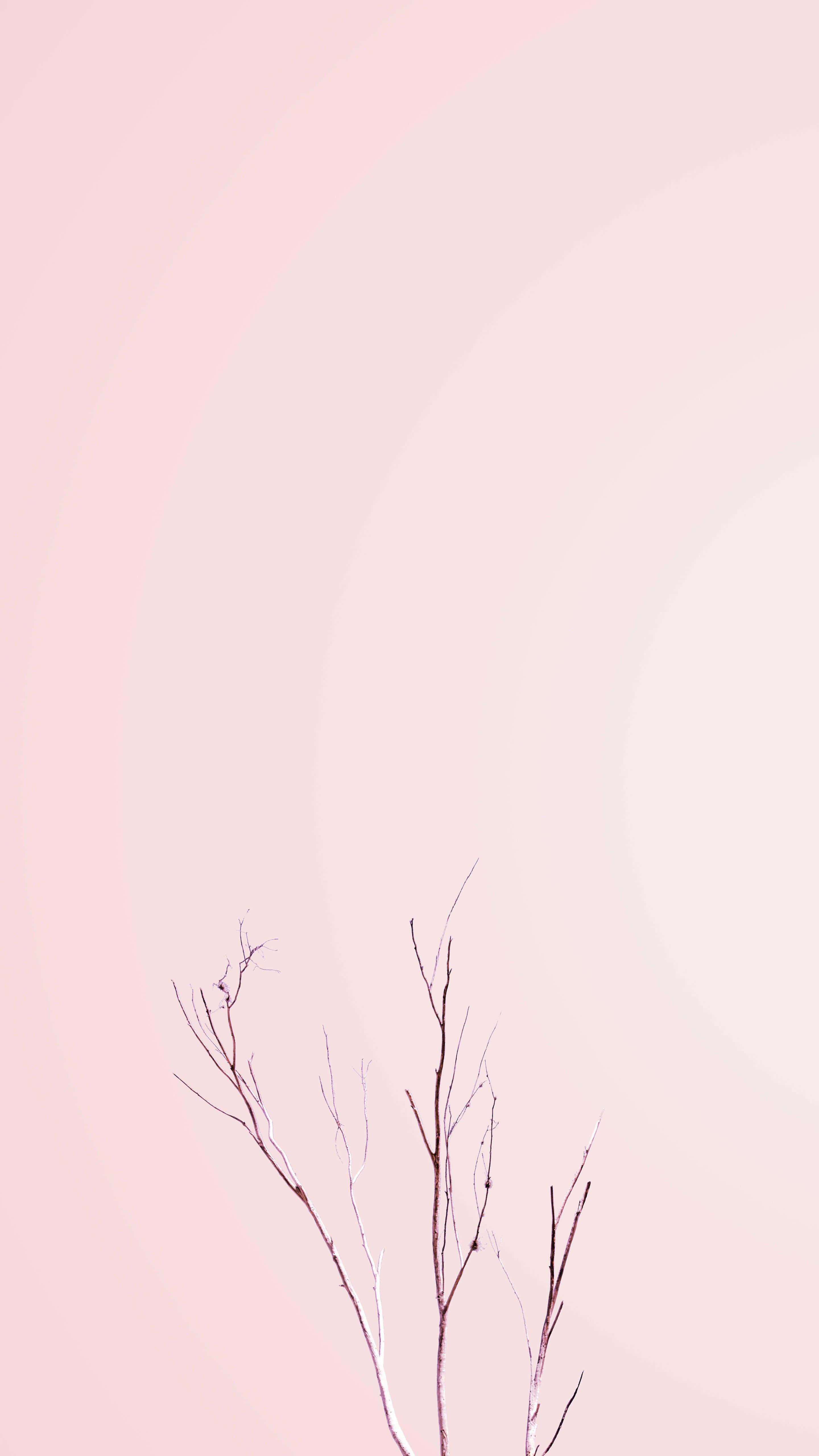 Pastel Minimalist 桌布 壁紙 — 纖細的禿枝在柔和粉紅與奶白色的漸變背景中向上伸展。