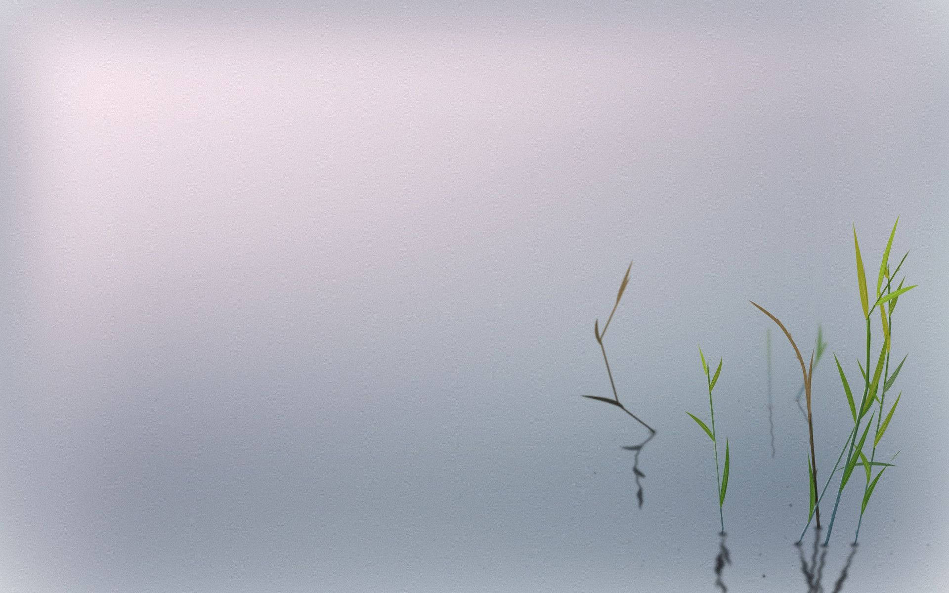 禪 桌布 壁紙 — 纖細的綠色蘆葦從平靜的水面中浮現，反射著柔和的晨光，呈現極簡的自然場景。