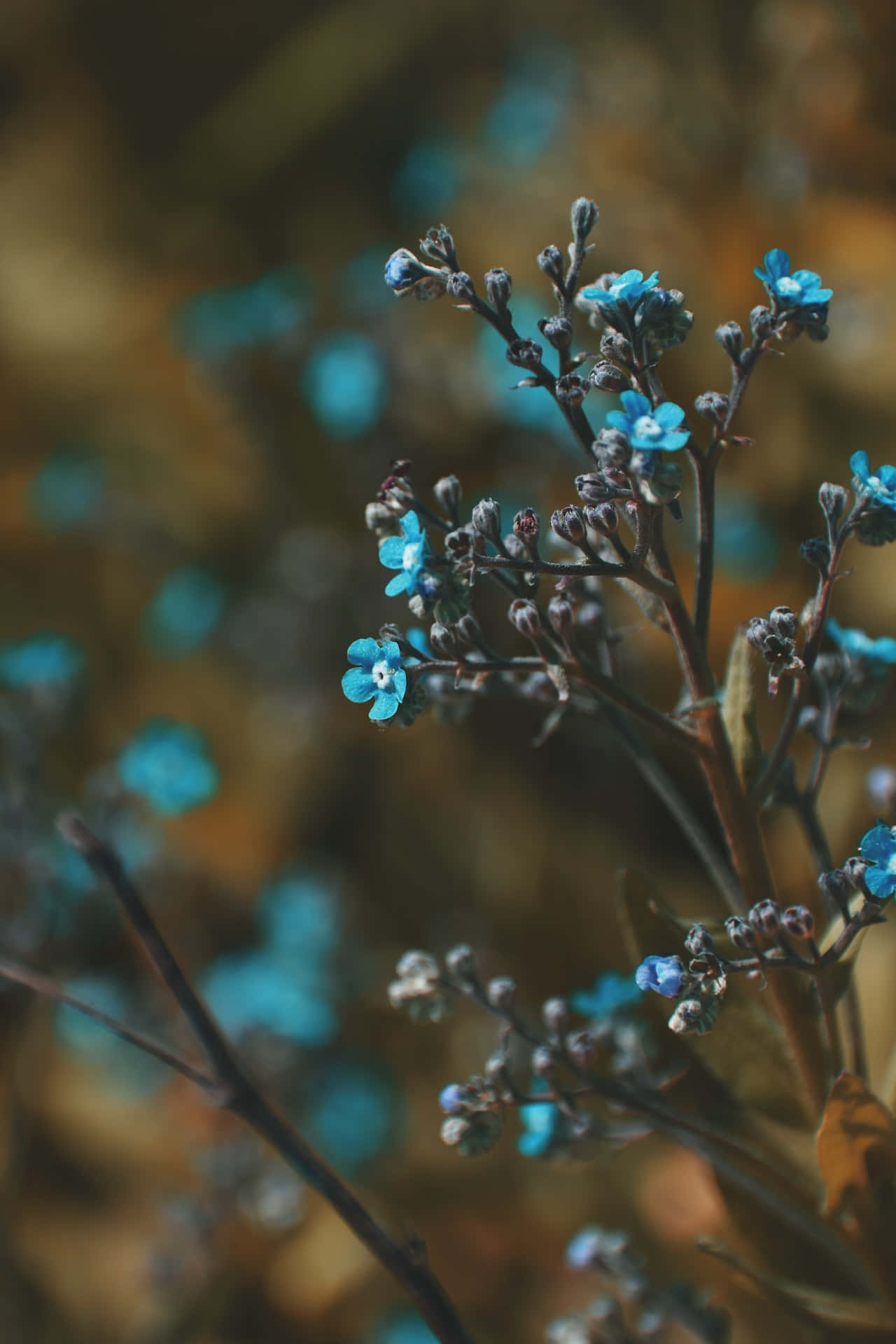 Flowers 桌布 壁紙 — 纖細的藍色勿忘我花朵在溫暖的金色模糊背景中綻放於纖細的花莖上。