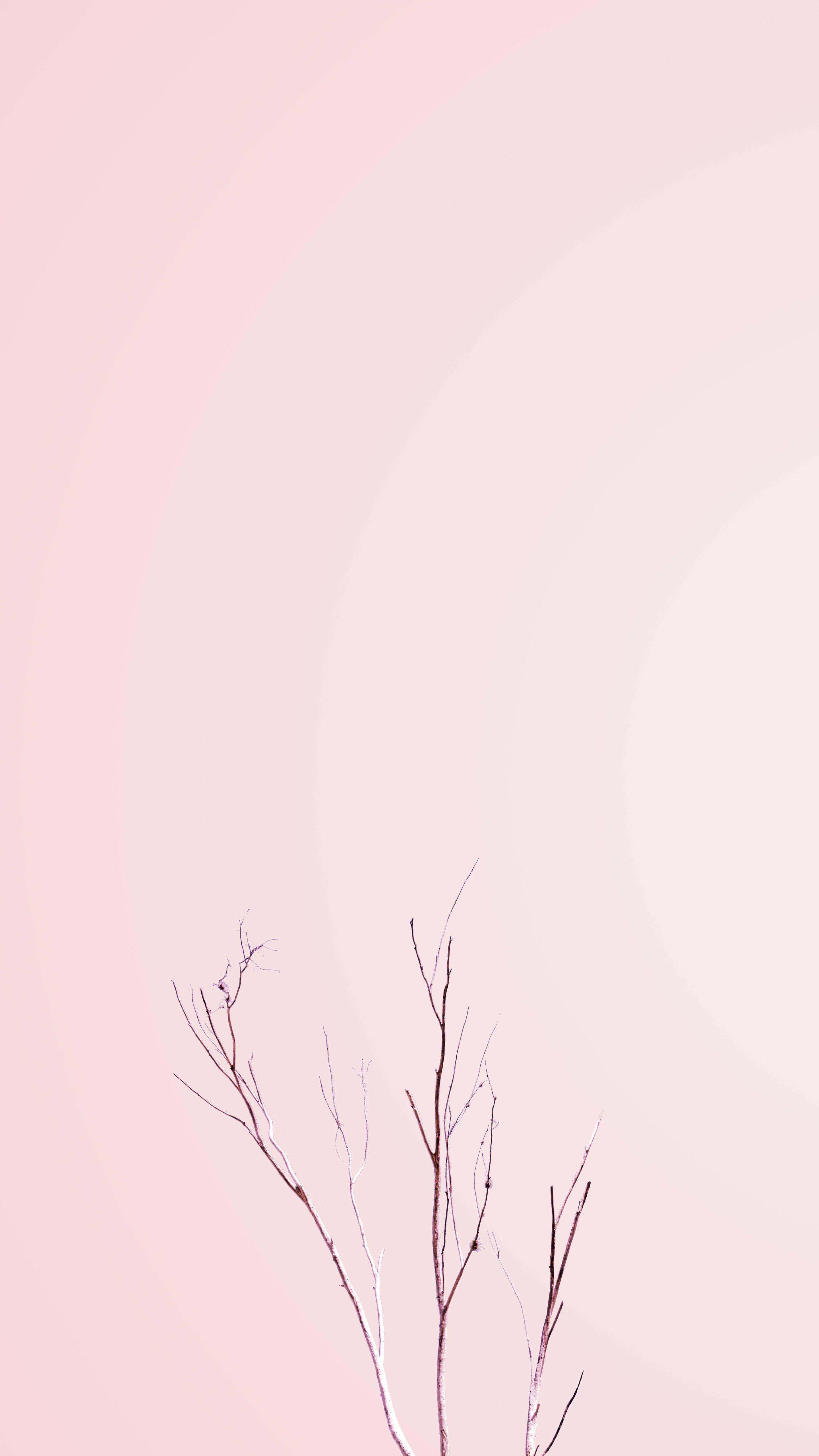 Pink And White 桌布 壁紙 — 纖細的裸露樹枝向上伸展，背景是柔和的腮紅粉紅與奶油漸變色。