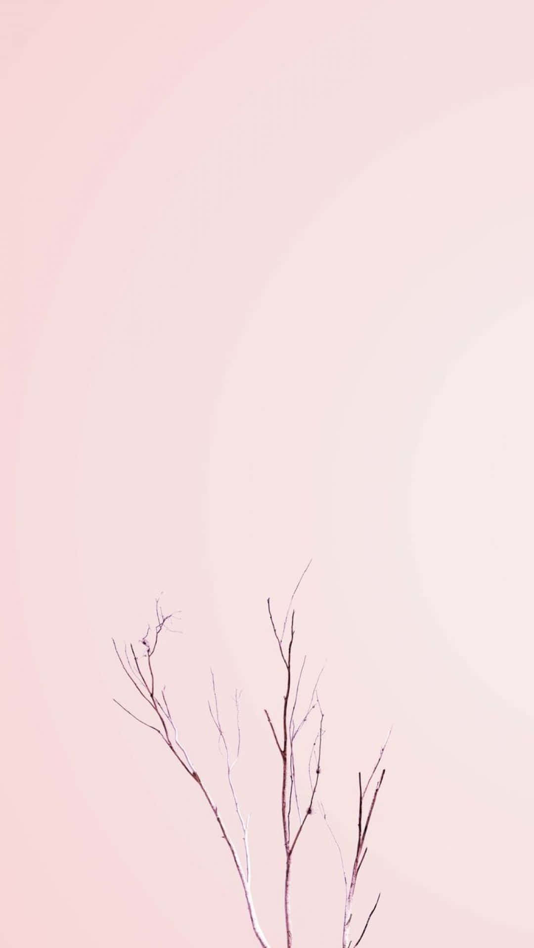 Minimalist Plant 桌布 壁紙 — 纖細的裸露樹枝在柔和的粉紅色和白色漸變背景下向上伸展。
