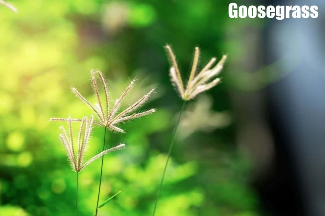 Grass 桌布 壁紙 — 纖細的鵝草種子頭在柔和陽光下輕輕搖曳，映襯著茂密綠色模糊背景。