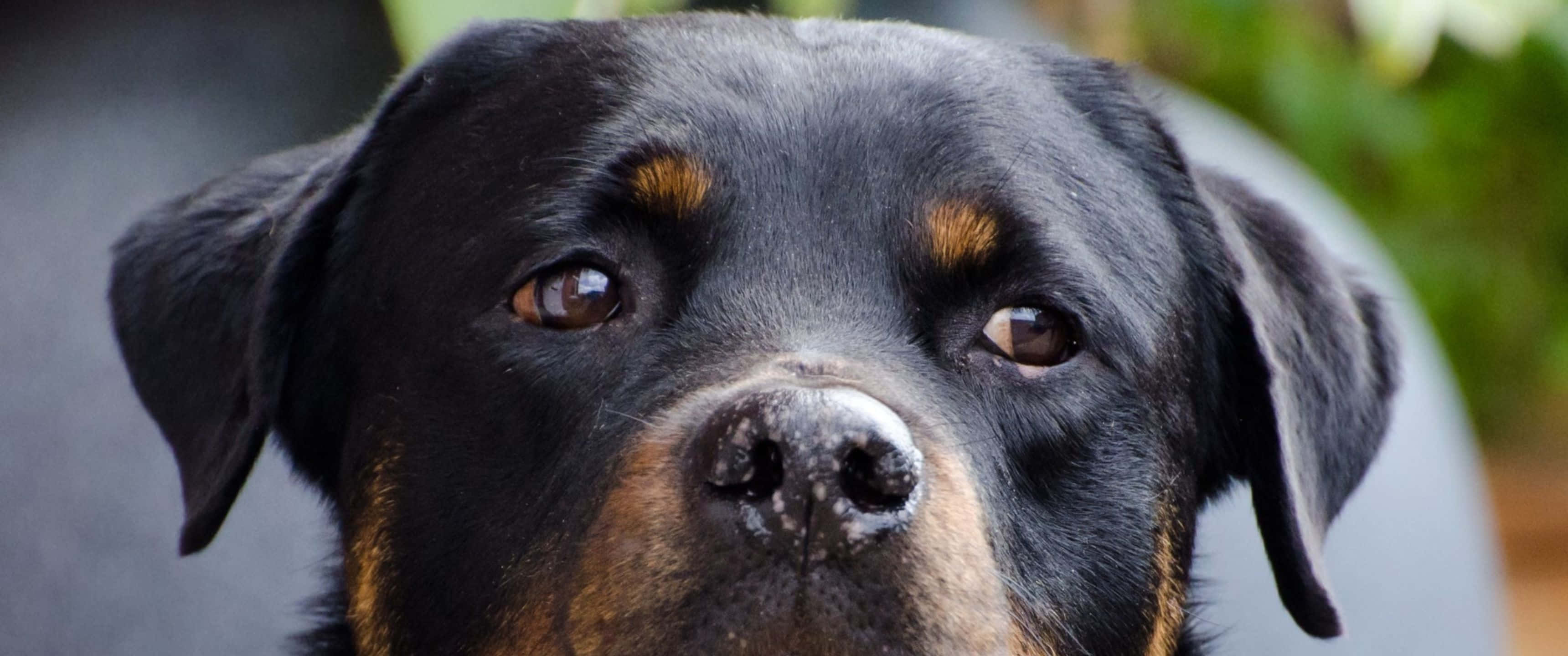 動物 桌布 壁紙 — 羅威納犬臉部特寫，擁有充滿靈魂的棕色眼睛和棕褐色斑紋，背景為模糊的綠色。