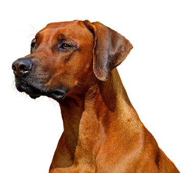 羅德西亞脊背犬王者肖像 壁紙