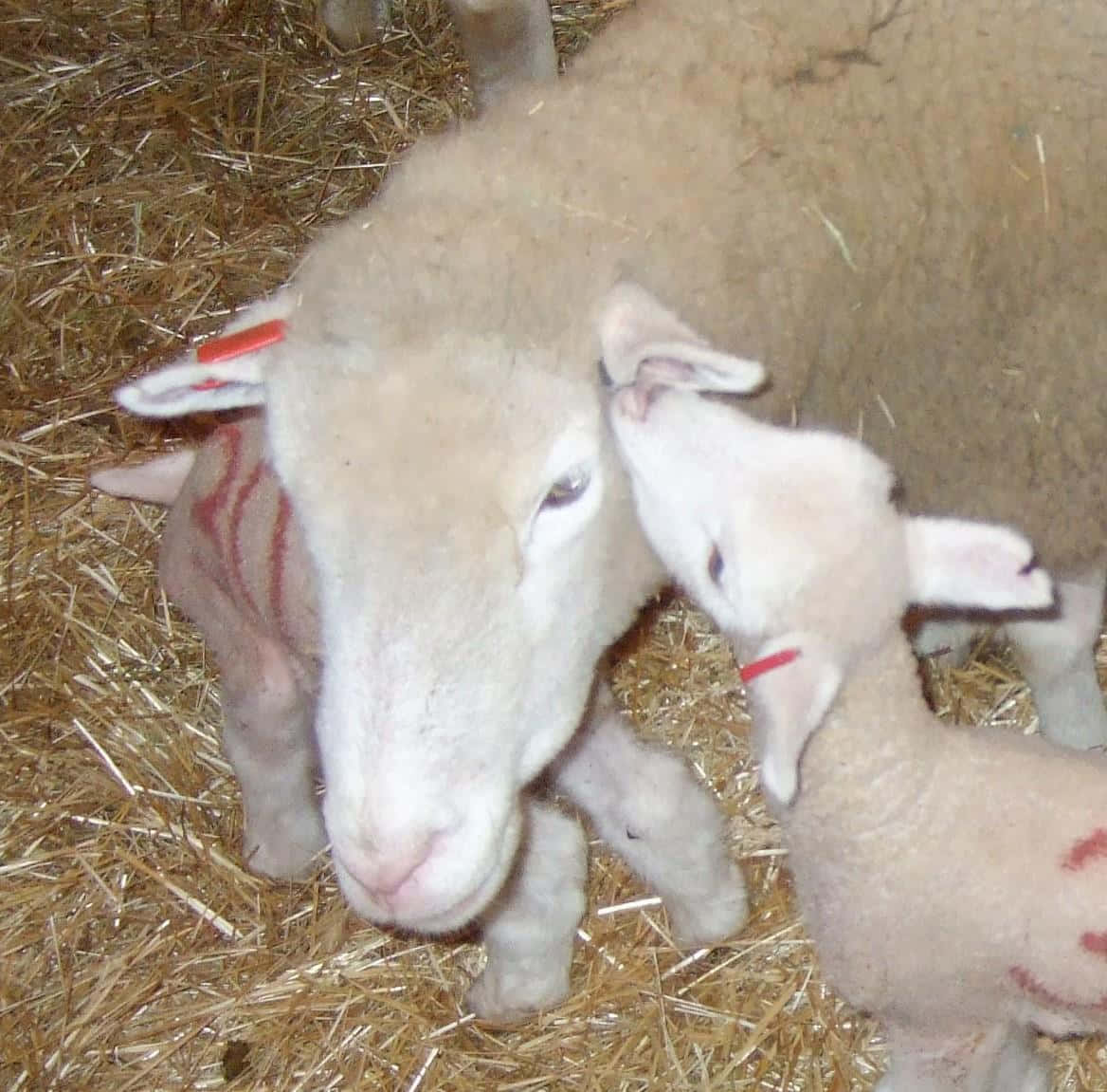 Lamb 桌布 壁紙 — 羊媽媽和羊寶寶在金黃色乾草床上依偎的溫馨時刻。