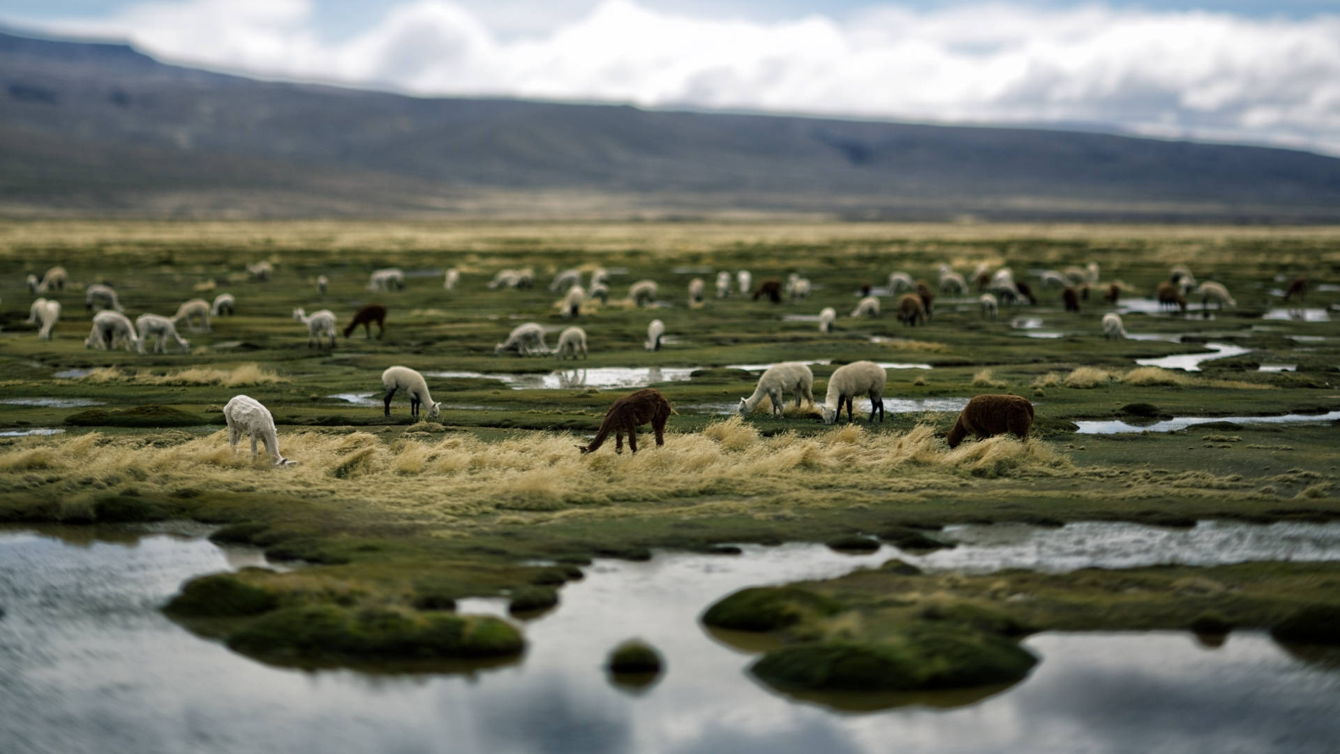 Alpaca 桌布 壁紙 — 羊群在多雲的天空下，在有苔蘚岩石和遠處山脈的濕地草地上平靜地吃草。