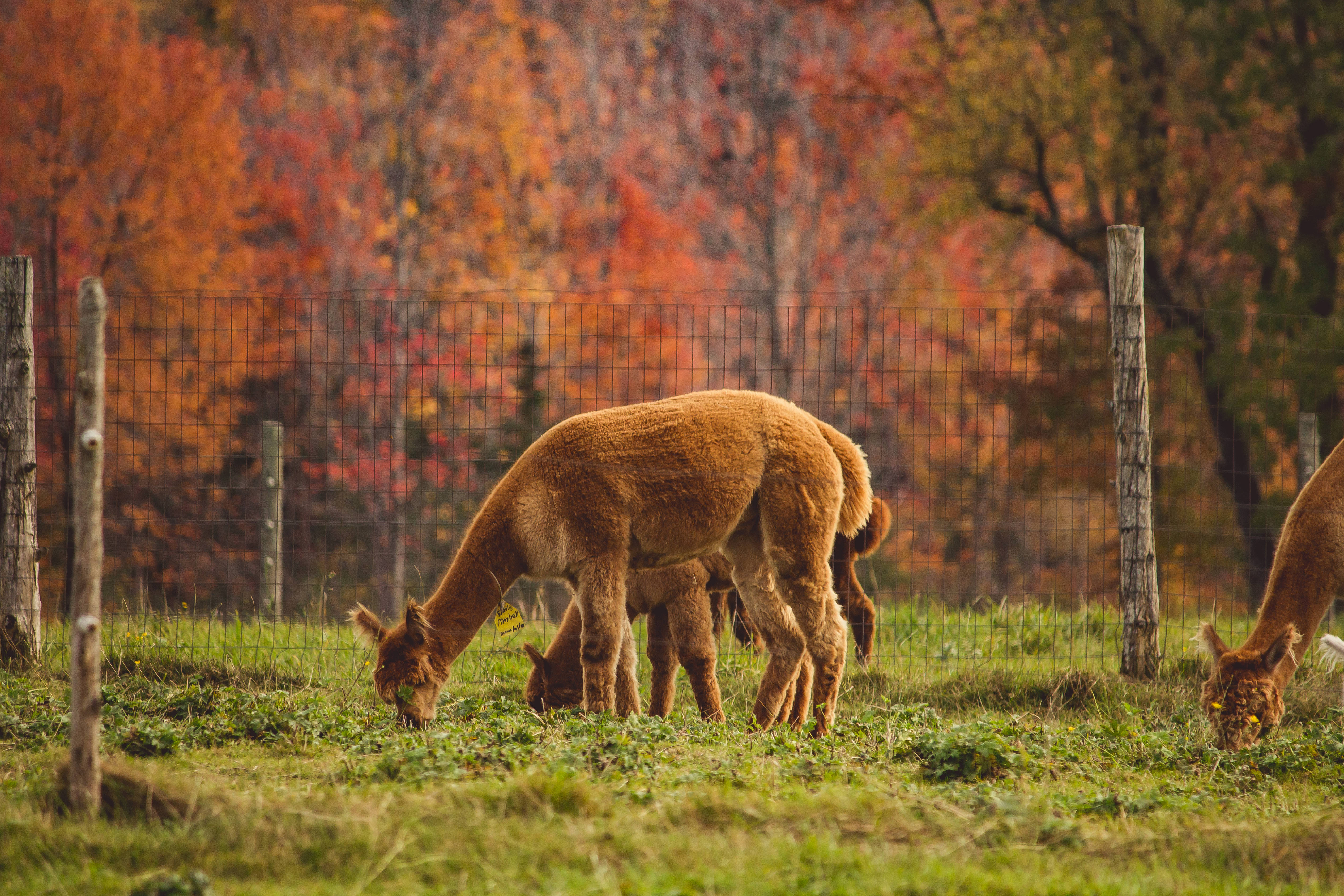 Alpaca 桌布 壁紙 — 羊駝在圍欄牧場中平靜地吃草，背後有鮮豔的秋樹散發著溫暖的橙色和紅色色調。