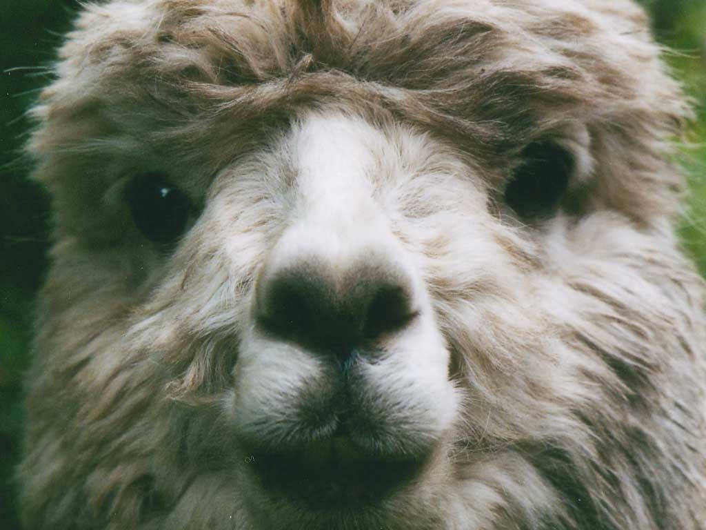 Alpaca 桌布 壁紙 — 羊駝毛茸茸，淺啡色軟毛，深色眼睛直視鏡頭的特寫。