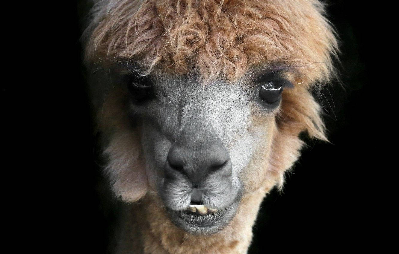 Alpaca 桌布 壁紙 — 羊駝毛茸茸的頭部特寫，柔軟的棕色毛髮和一雙黑色大眼睛，背景是純黑色。