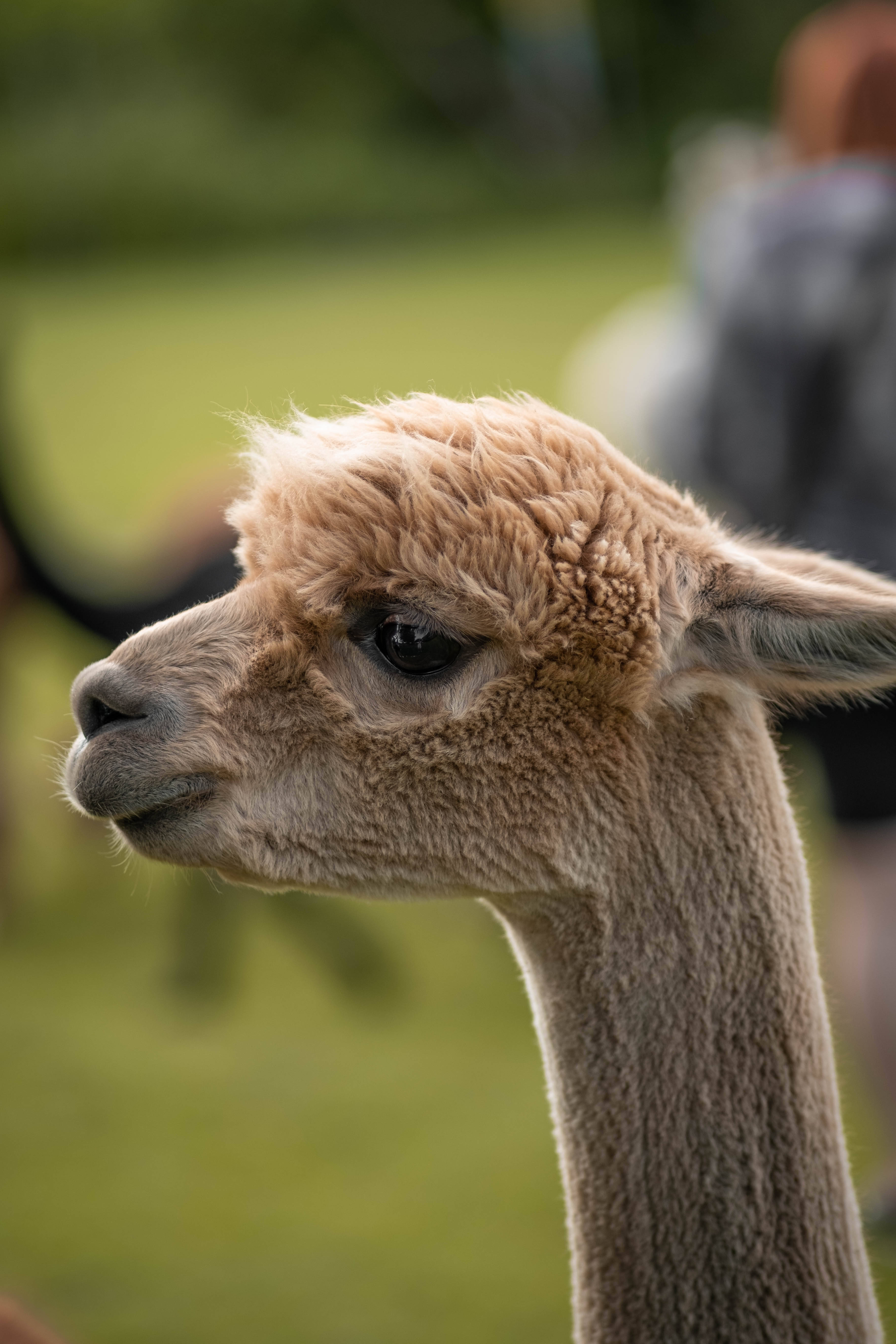 Alpaca 桌布 壁紙 — 羊駝毛茸茸頭部特寫，柔焦背景為模糊的綠色田野。