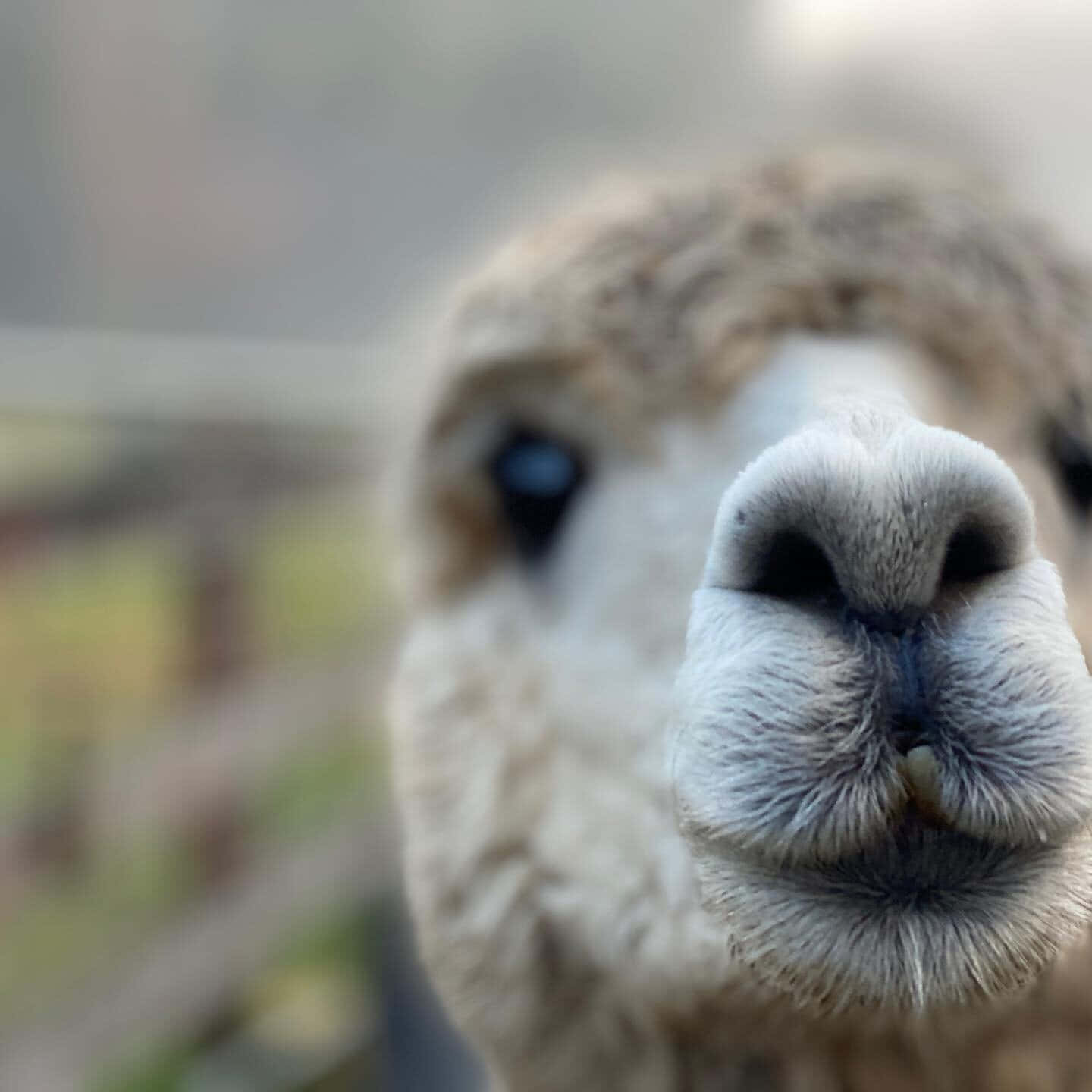 動物 桌布 壁紙 — 羊駝臉部的特寫照片，鼻子幾乎觸及相機鏡頭。
